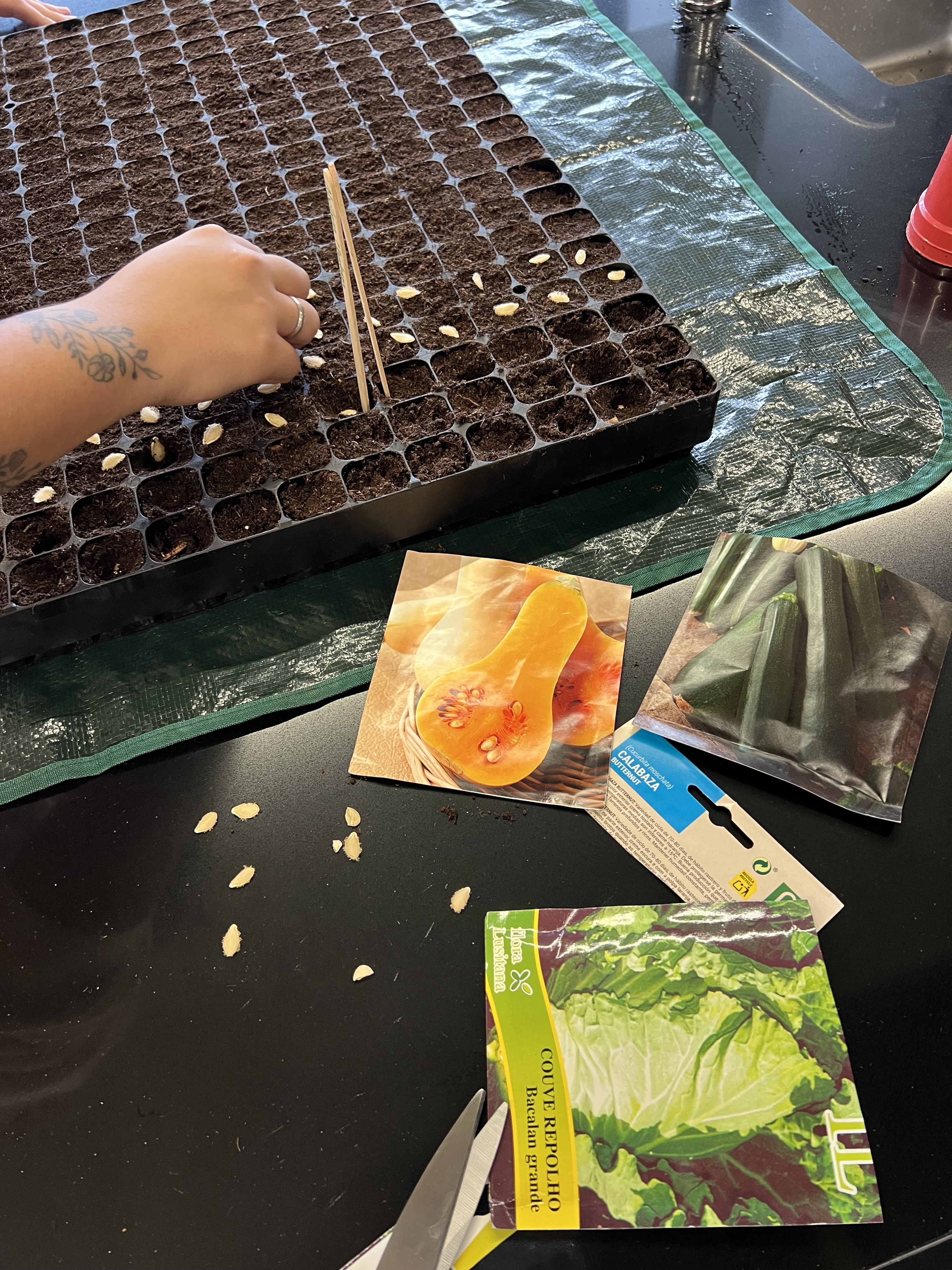 Sementeira de courgete e abóbora em tabuleiro para a futura horta.