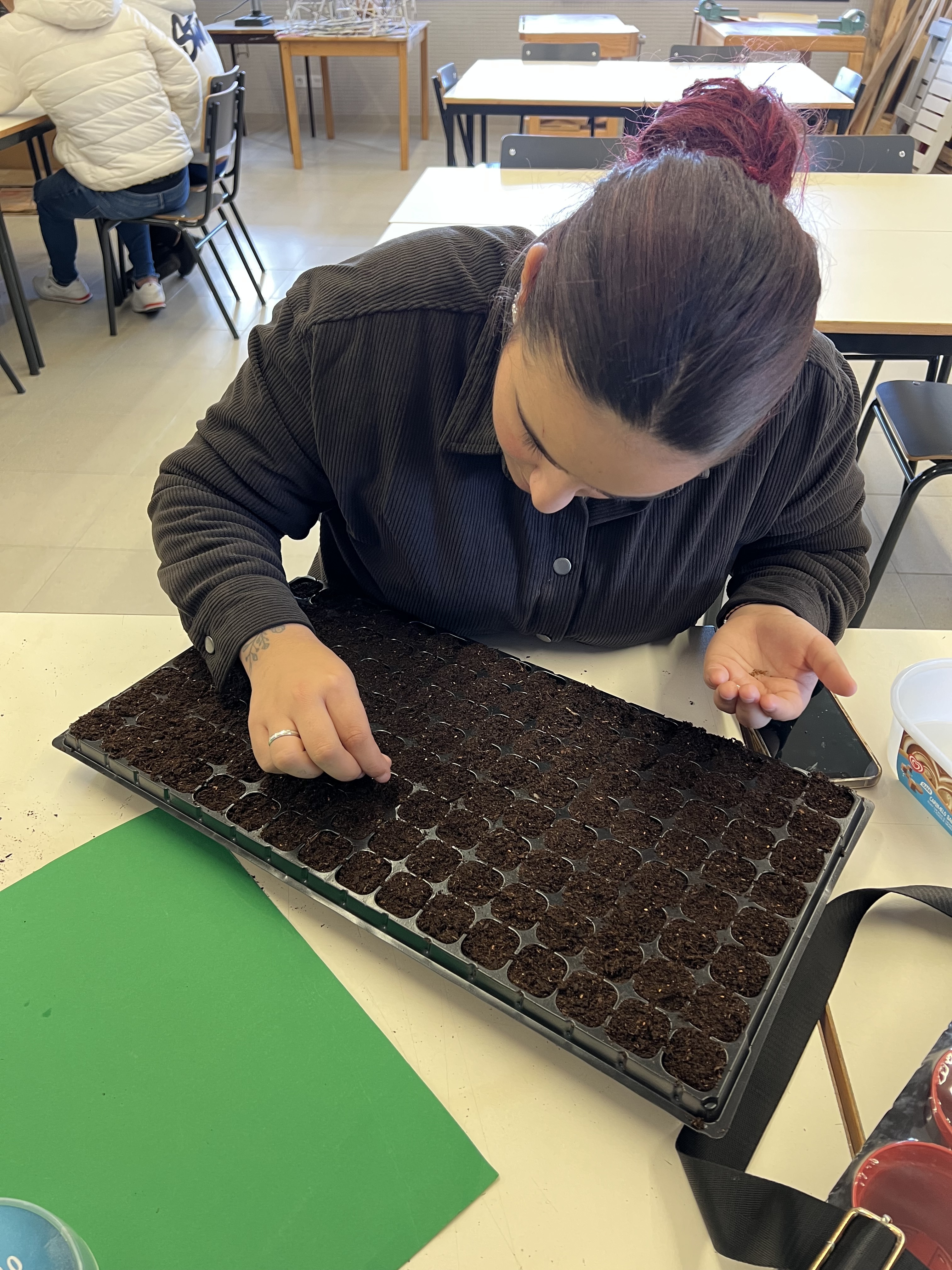 Sementeira de alface e couve em tabuleiro para a futura horta.