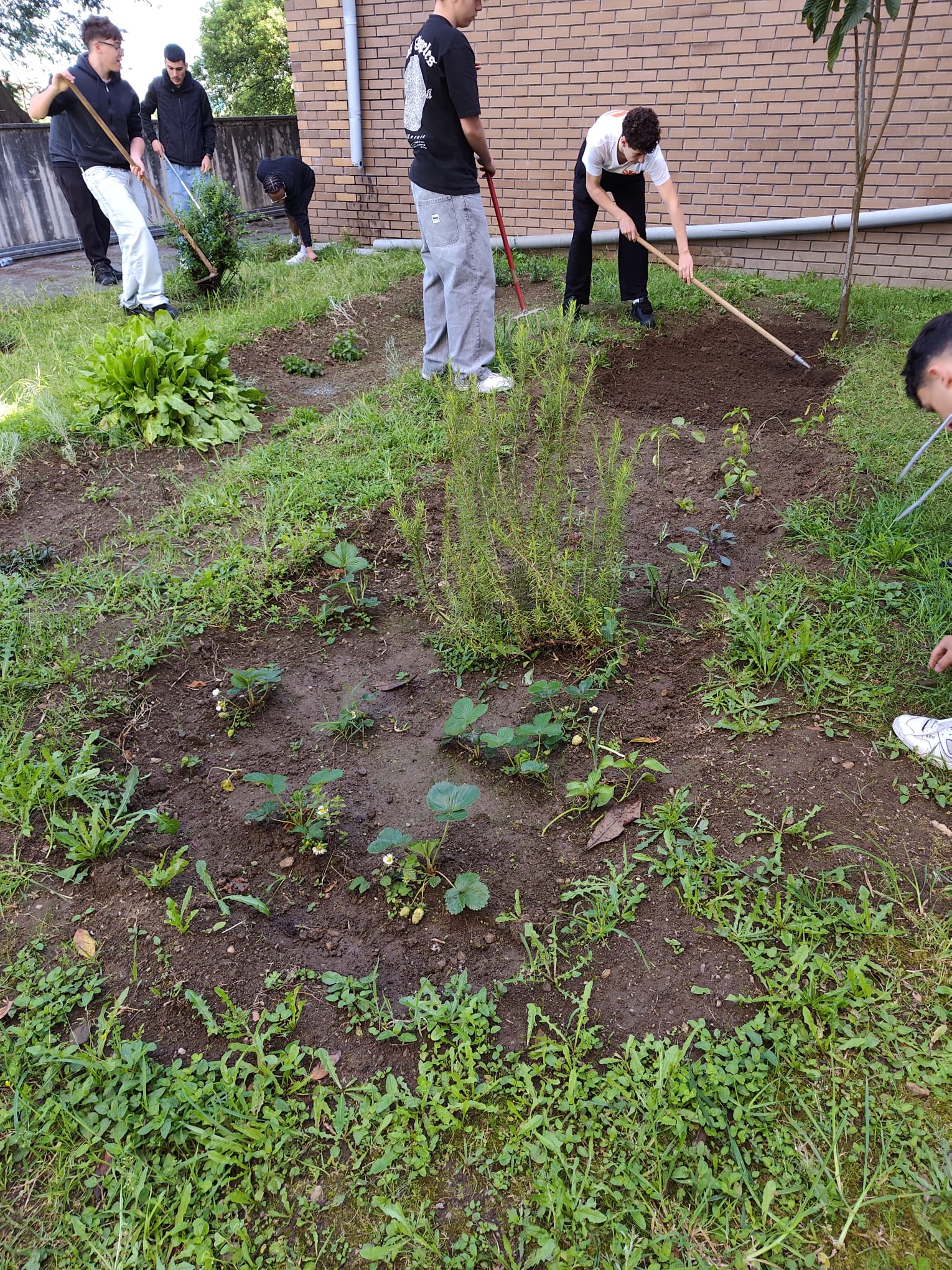 Limpar terreno