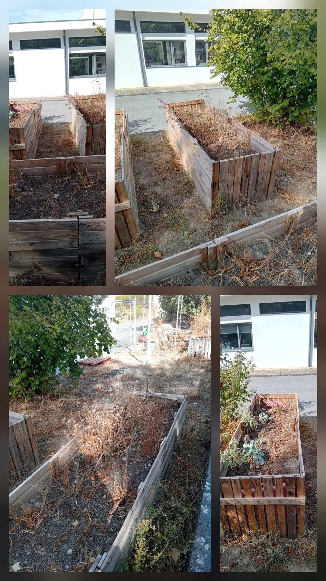 Aspeto das 3 hortas em Outubro após o Verão. Pouca ou nenhuma manutenção tiveram as Hortas-Bio. Sem alunos e professores apenas ficam à mercê das considções climatéricas e de alguma rega que algum funcionário lhes dê.