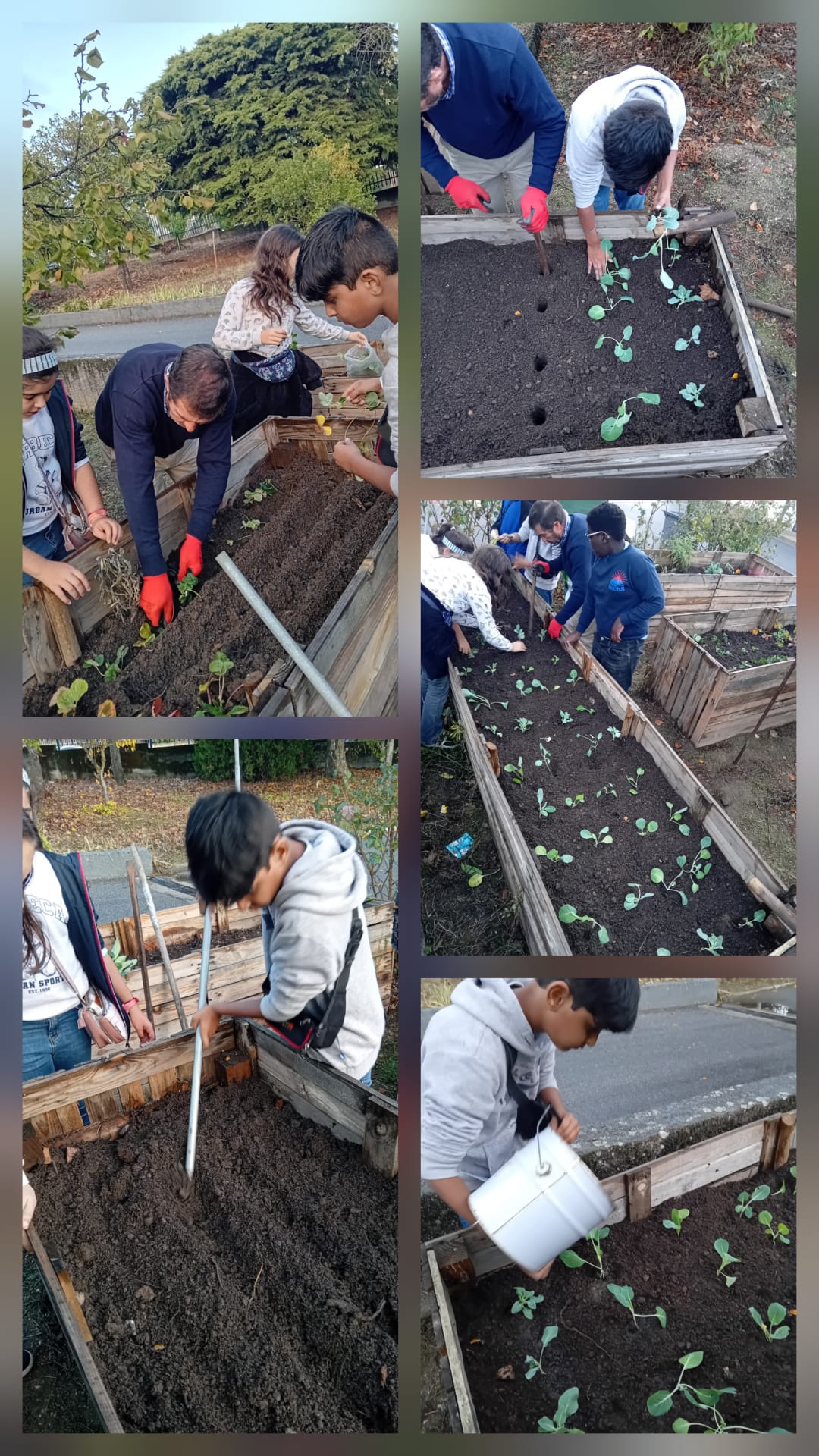 Plantação de Couves numa das Hortas. As couves, bróculos sáo espécies resistentes ao Inverno. Pensamos conseguir que elas se aguentem nas adversidades do nosso clima e que quando chegar o tempo mais quente elas se desenvolvam rapidamente.