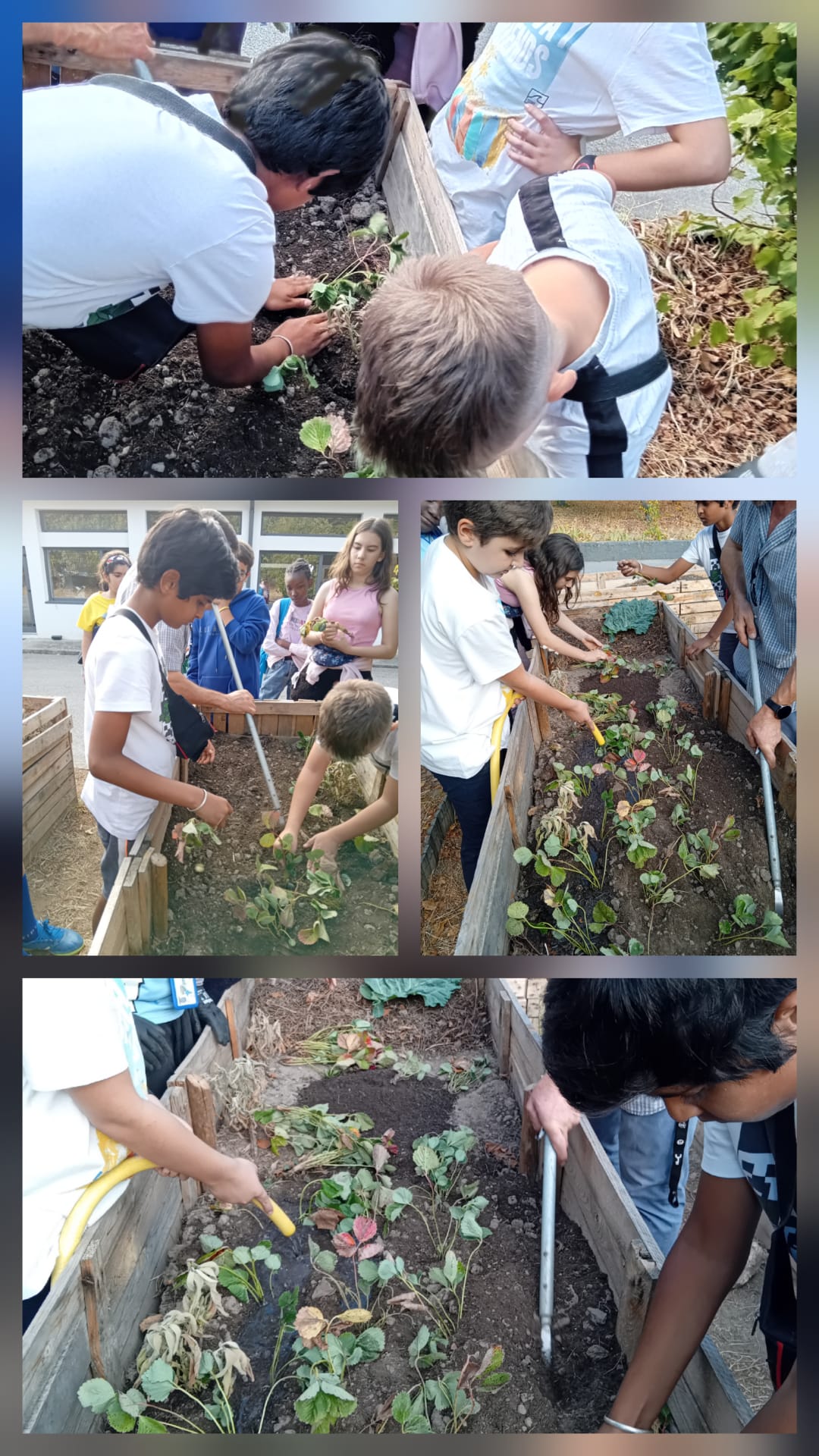 Após a adição de solo fértil plantámos morangueiros numa das hortas. Os morangueiros são resistentes ao nosso clima. Podem perder algumas folhas e gearem-se, mas aguentam as condições climatéricas mais frias.