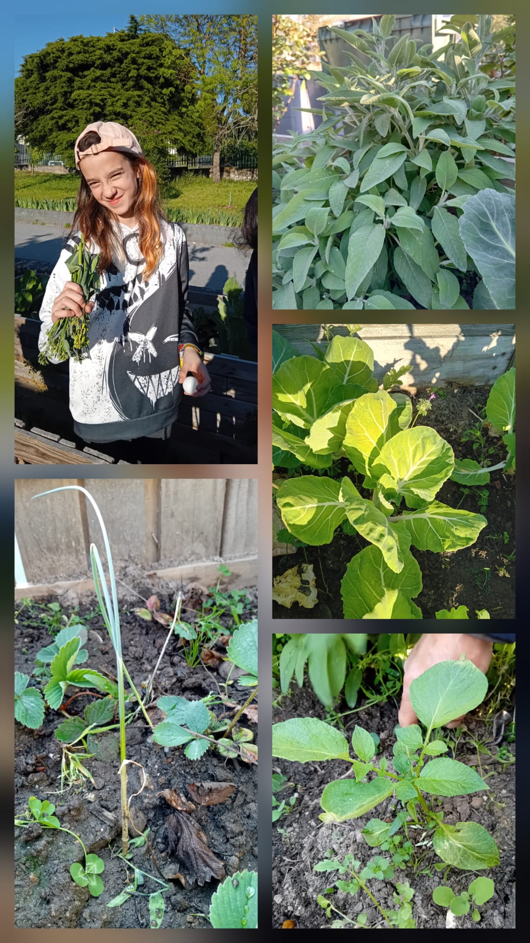 No final do mês de março conseguimos já duas refeições com grelos das couves, que os alunos levaram para casa. Temos batateiros, cebolo, sálvia e alecrim.