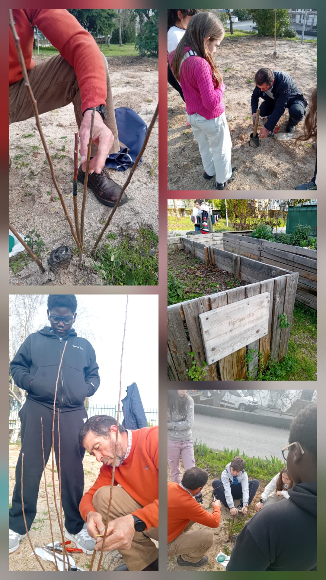 Neste dia o professor ensinou os alunos a fazer enxertias. Os alunos mostraram-se muito entusiasmados e colaborantes com esta atividade. Temos vários vídeos que demonstram como os alunos estiveram interessados e motivados.