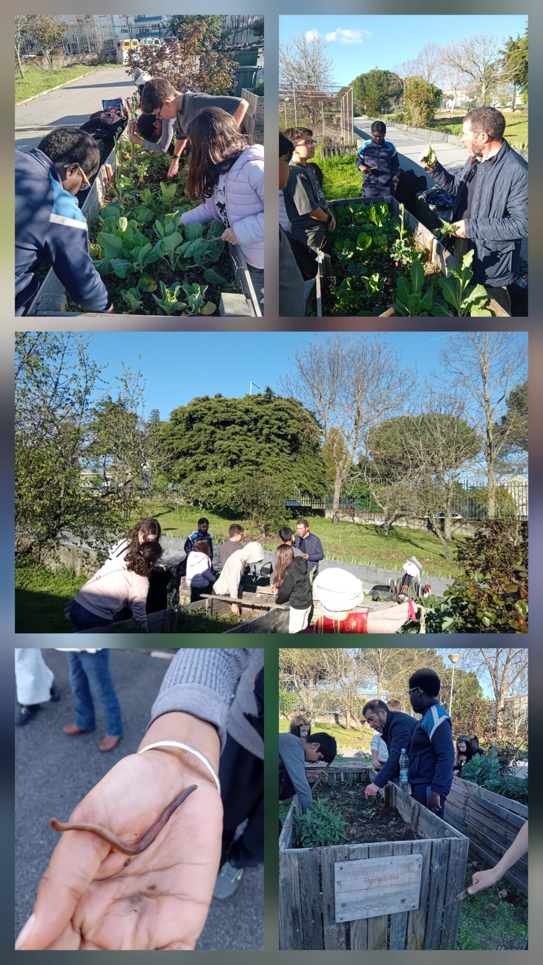 Nestas fotografias conseguimos ver os alunos na manutenção das Hortas-Bio, retirando as ervas daninhas e recolhendo grelos. Tiveram a oportunidade de observar minhocas com as suas caractecterísticas e reconhecer a sua importância para as culturas.