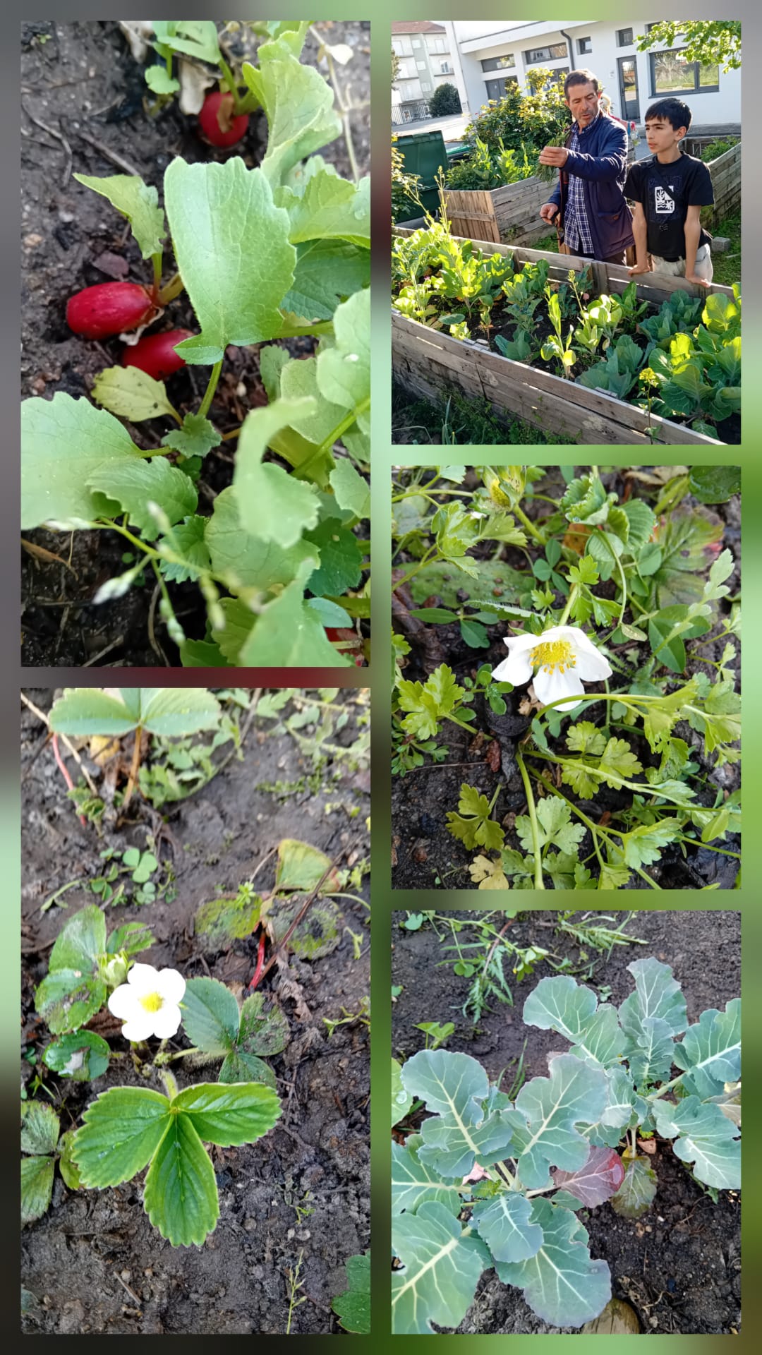 No final do mês de março temos rabanetes, morangueiros em flor e couves de várias espécies.