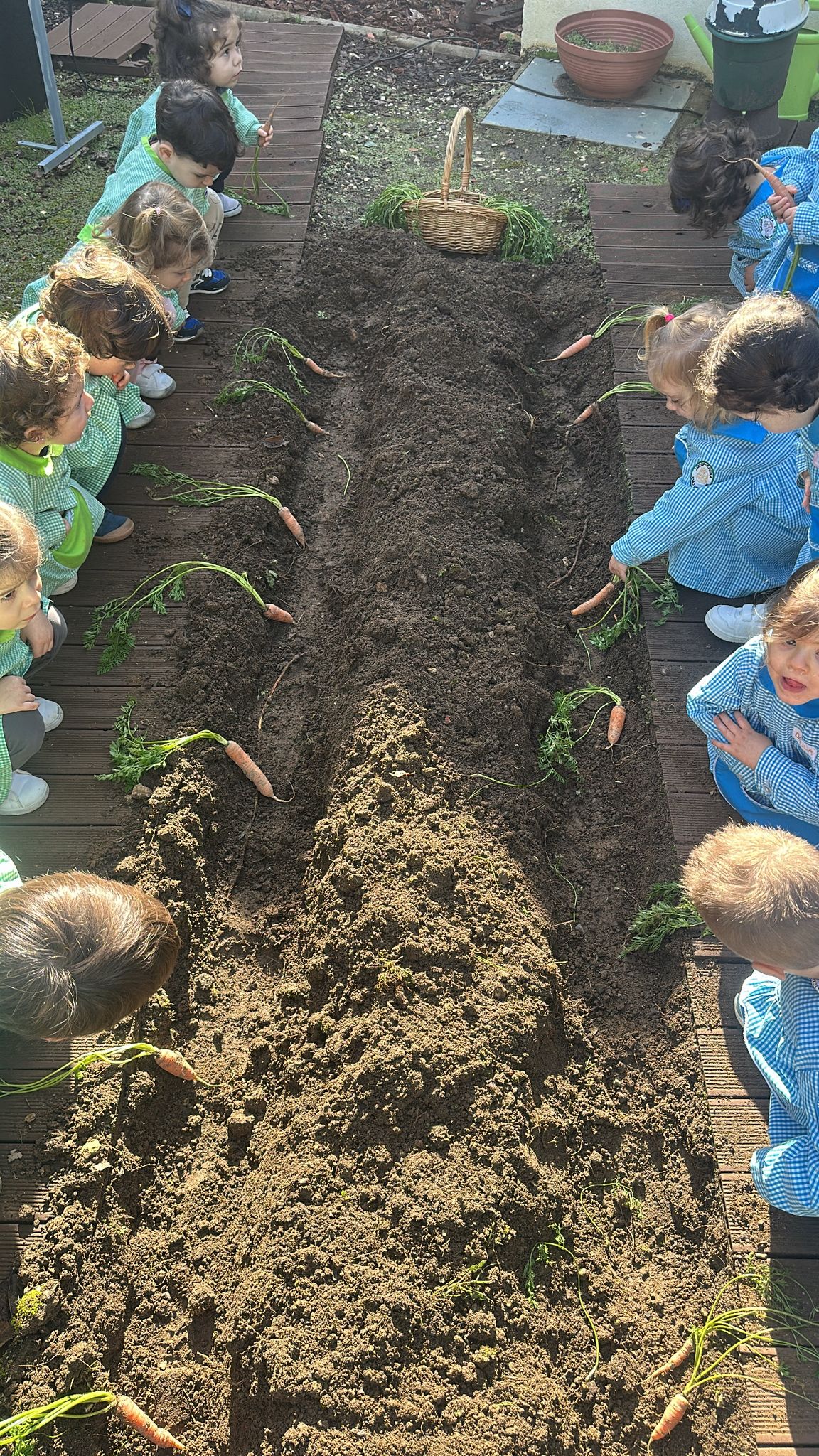 Todos a plantar as cenouras bebés.