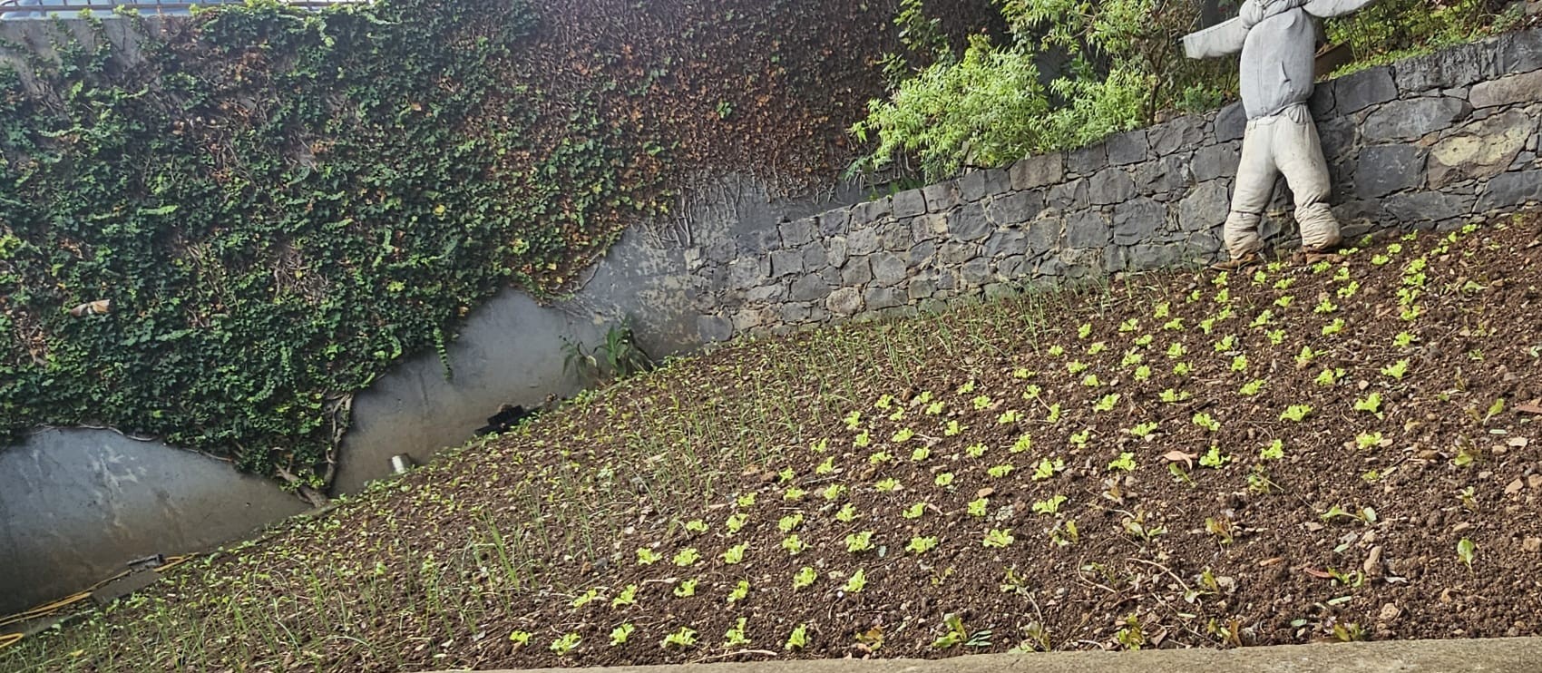 Plantação de alho francês, beterraba e alface.