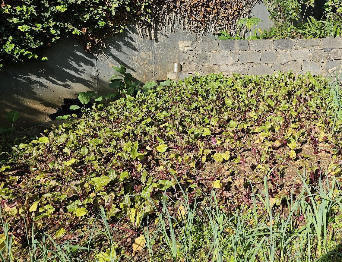 Beterraba