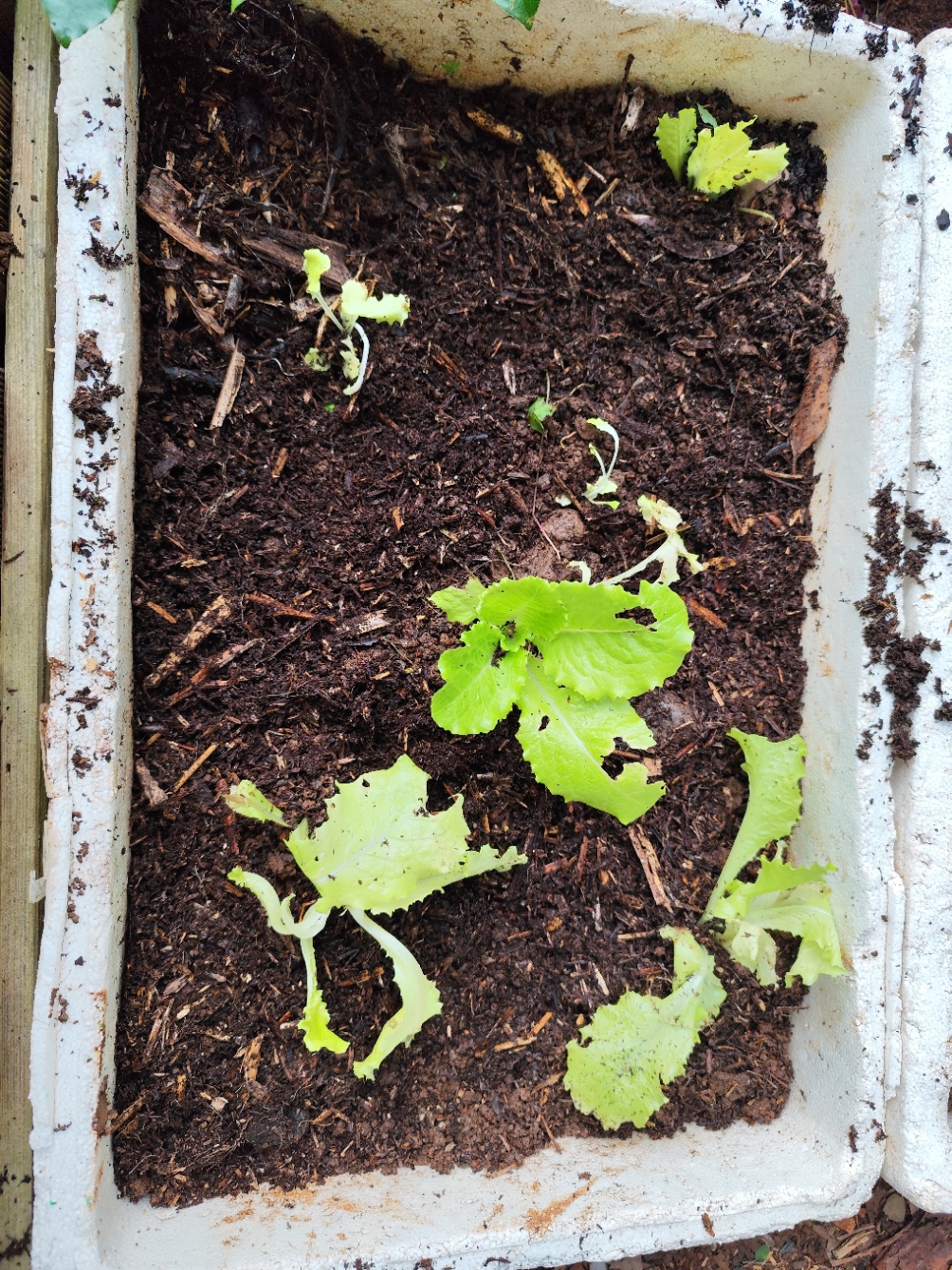 alfaces a serem plantadas