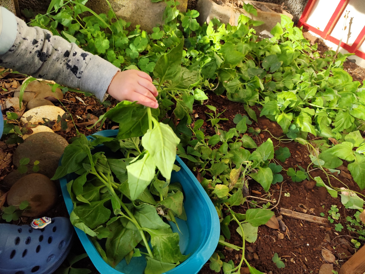 os espinafres cresceram e precisaram de ser colhidos para as sopas