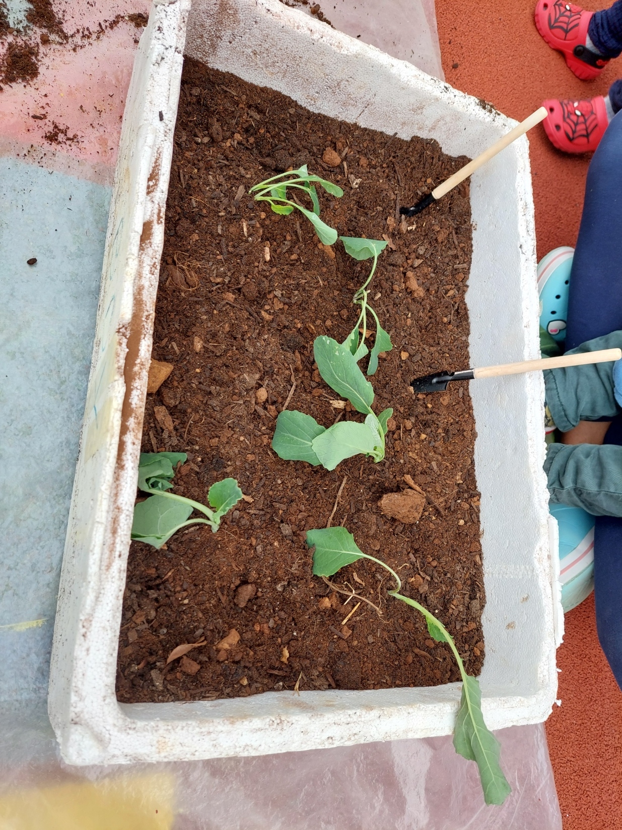 transplantar as couves