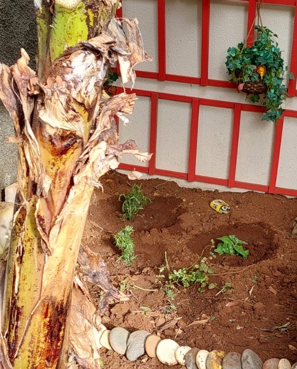 novas plantas de espinafres e plantação de novas ervas aromáticas