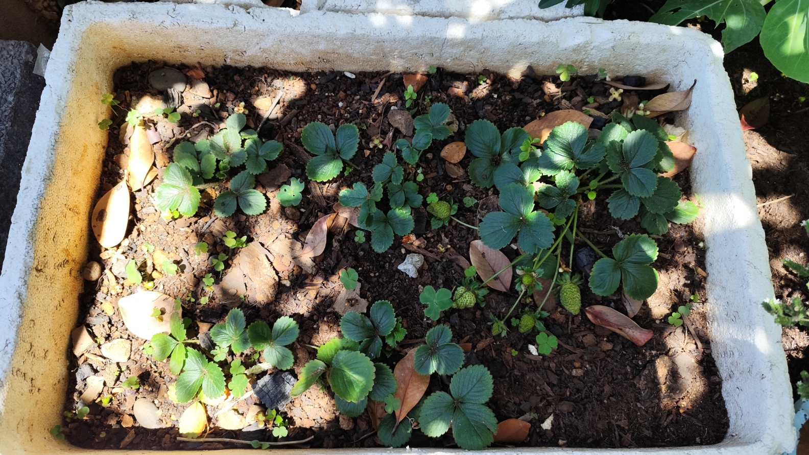 Morangos limpos e com terra fresca