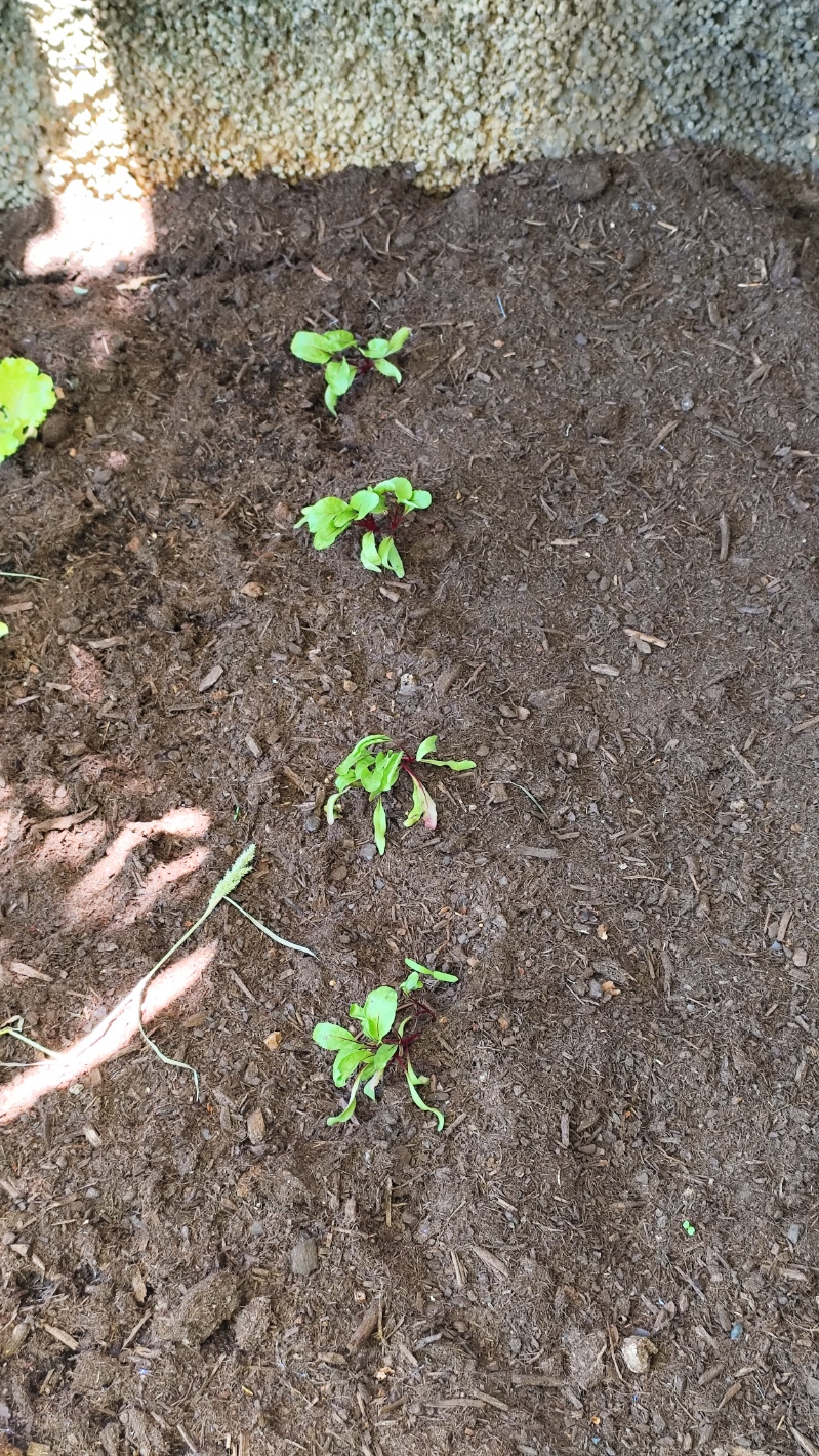 Plantas a crescer
