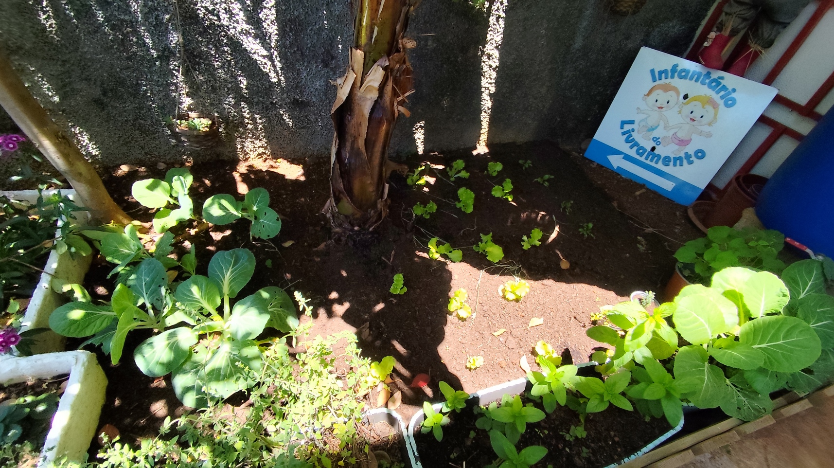 novas plantas
