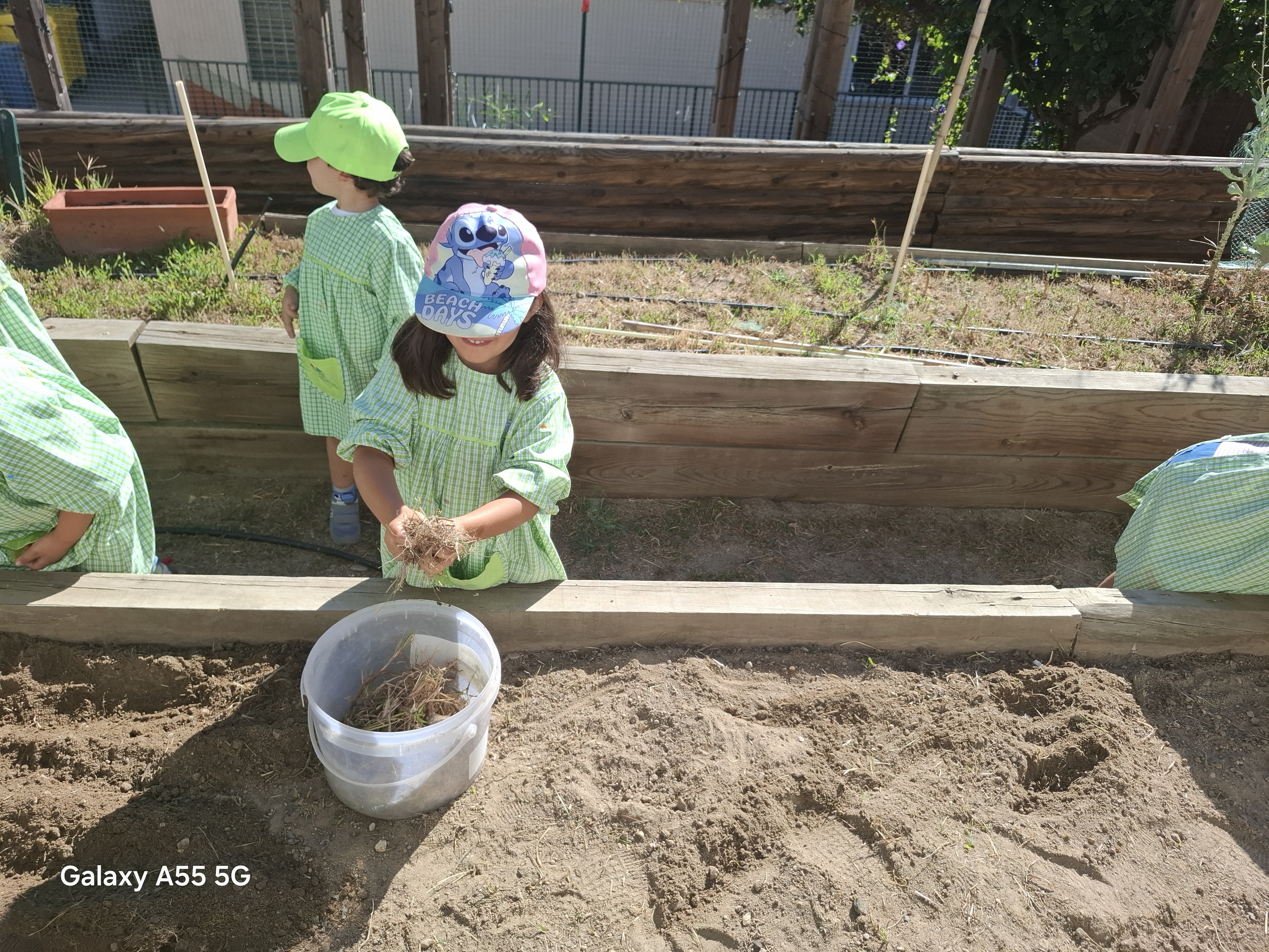 recolhemos as ervinhas para seguirem para a compostagem