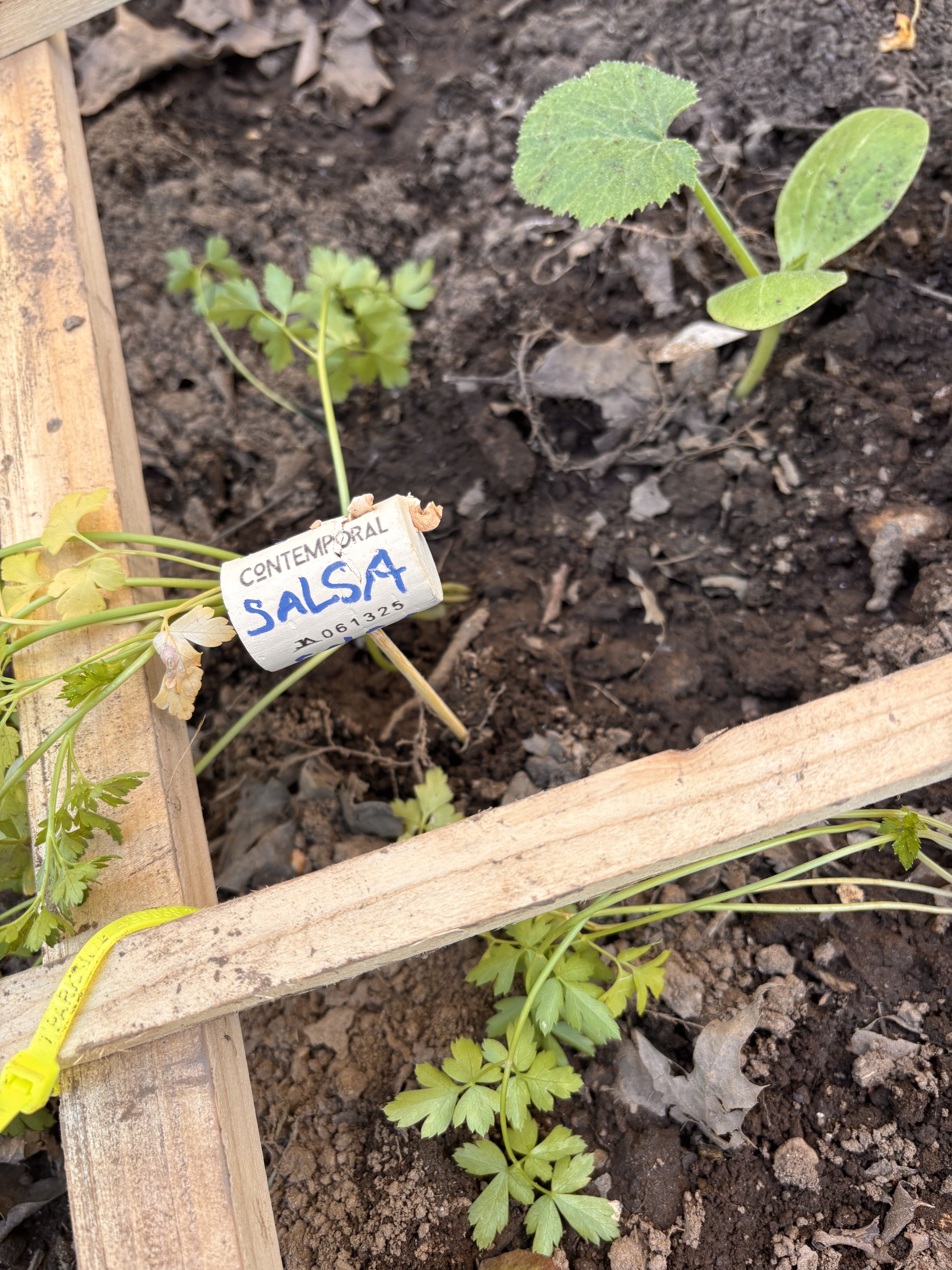 Identificação das plantas com reutilização de rolhas de cortiça