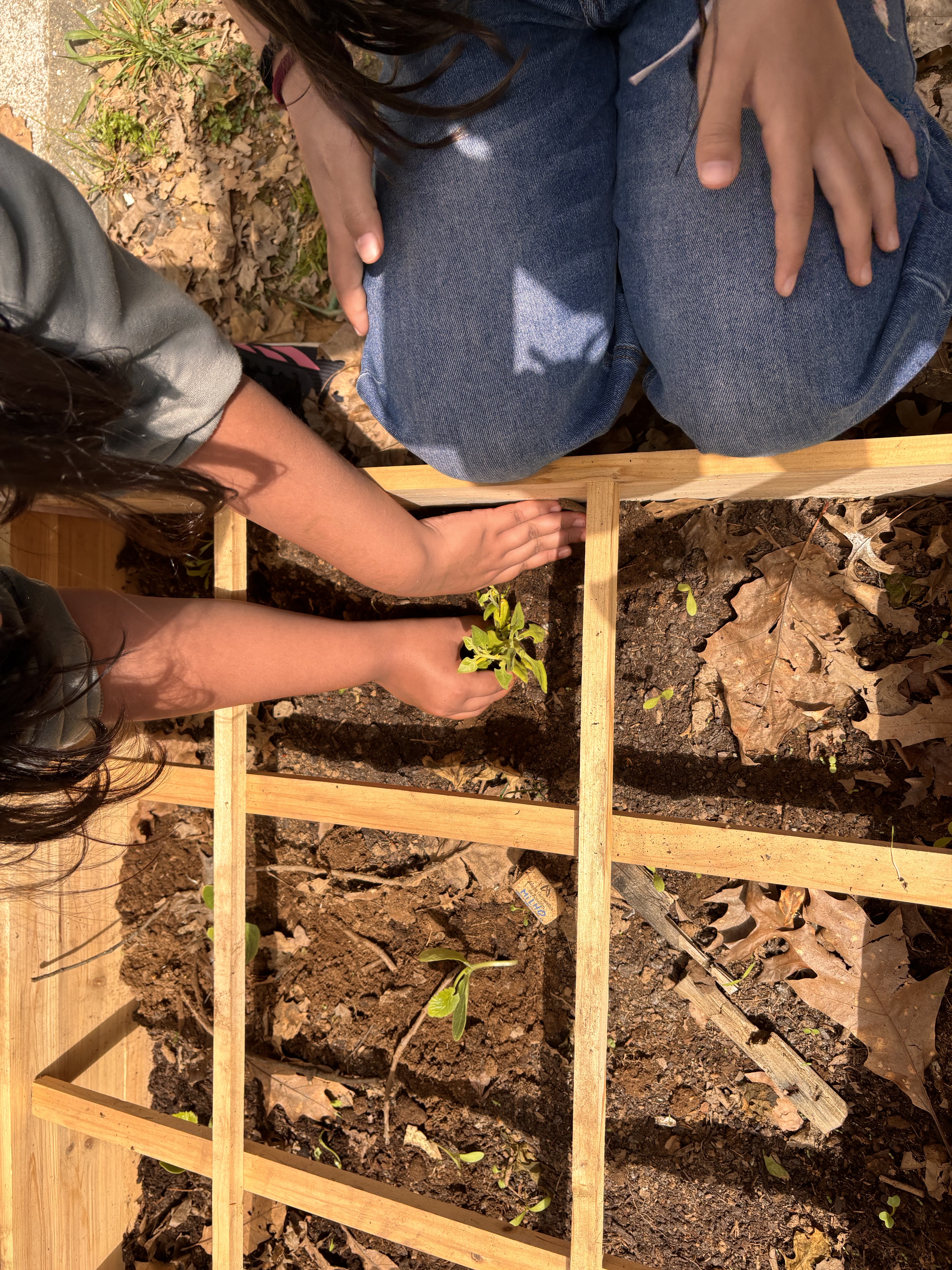 Plantação de legumes