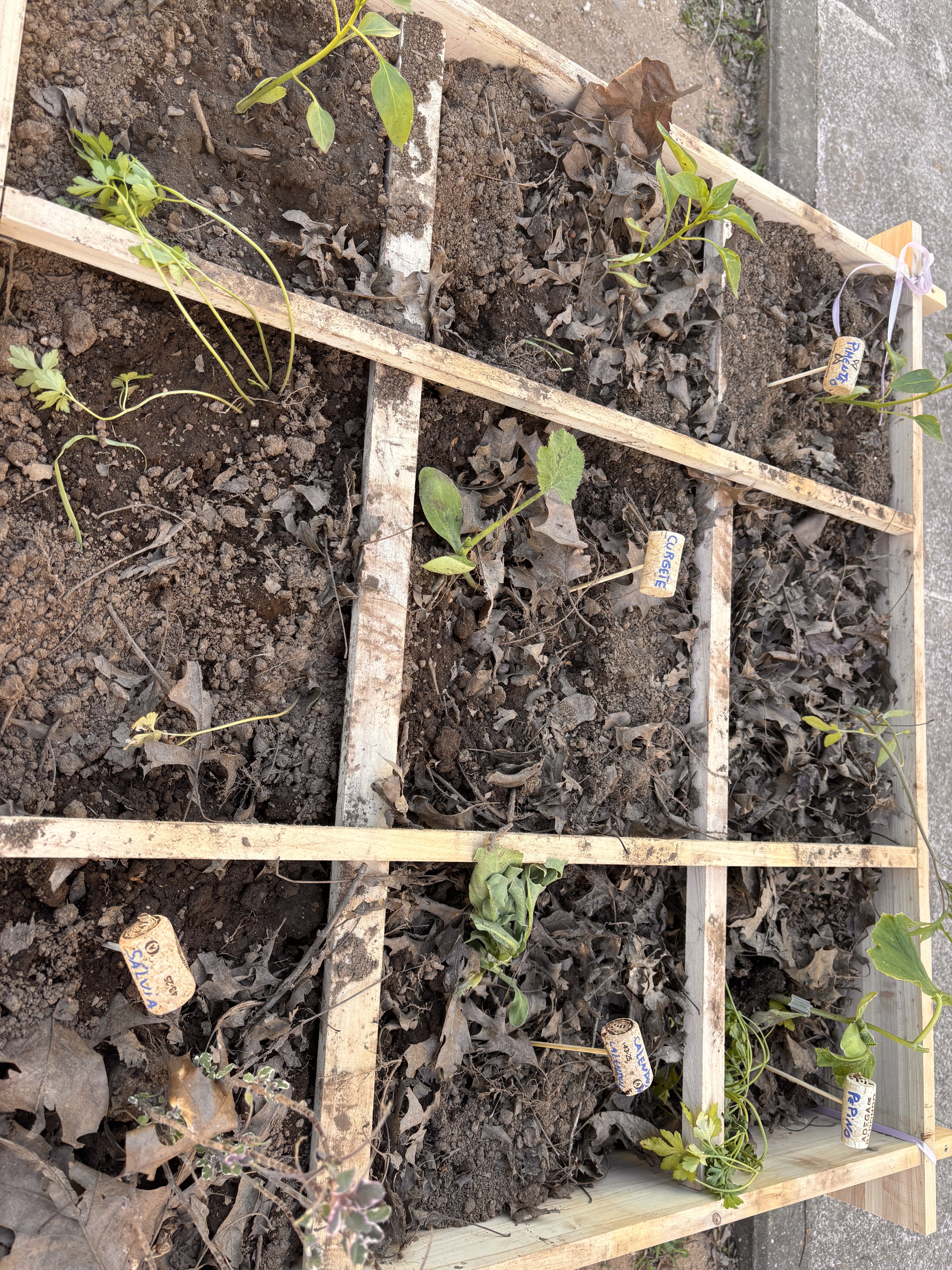 identificação das plantas com rolha de cortiça
