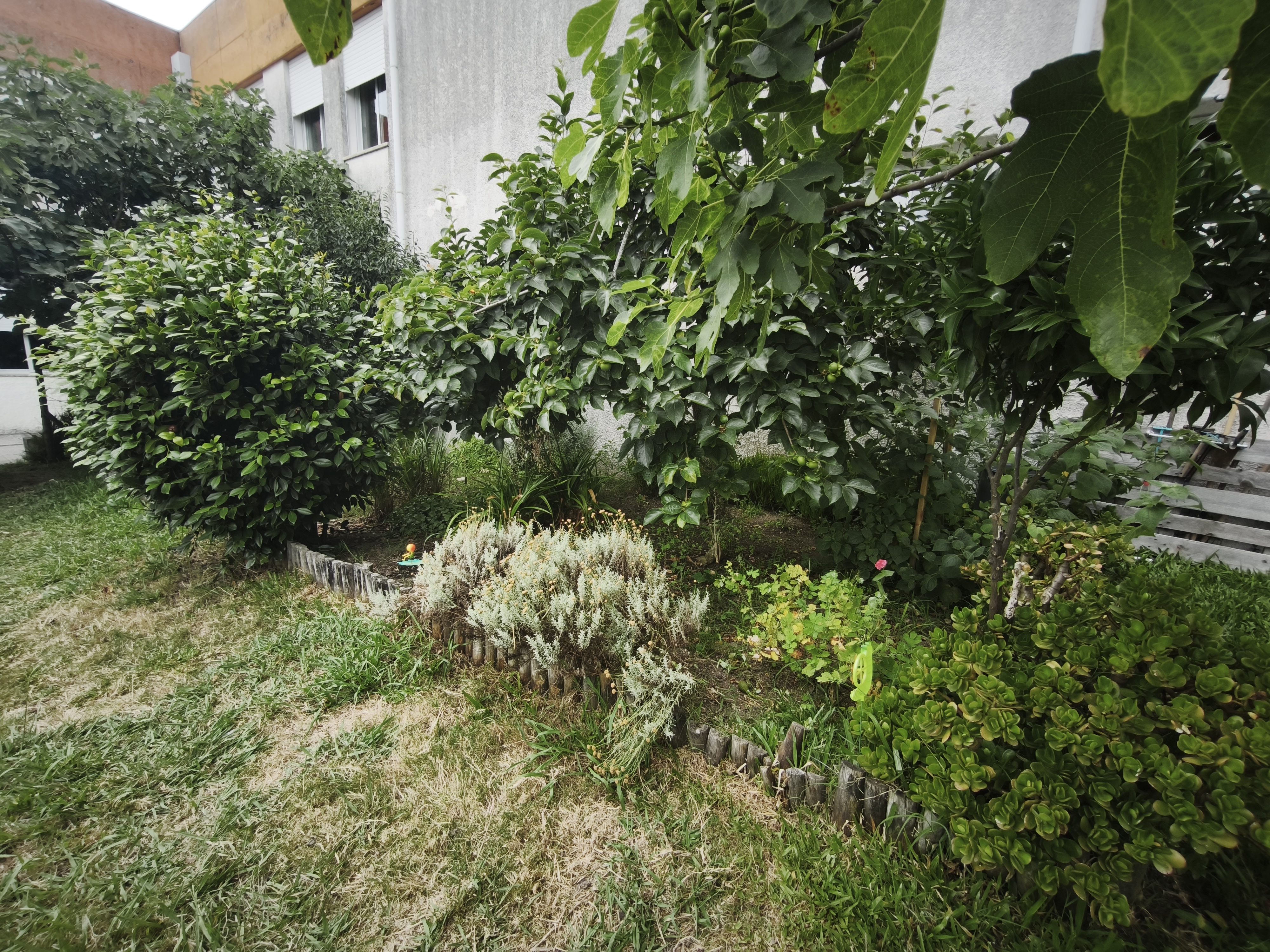 Horta maio/junho