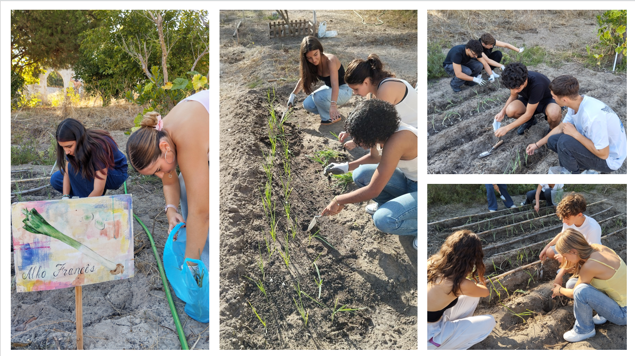 Plantação de alho francês.