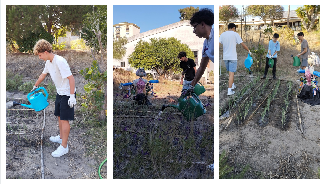 Rega dos canteiros, com água da chuva armazenada nos depósitos existentes na escola.