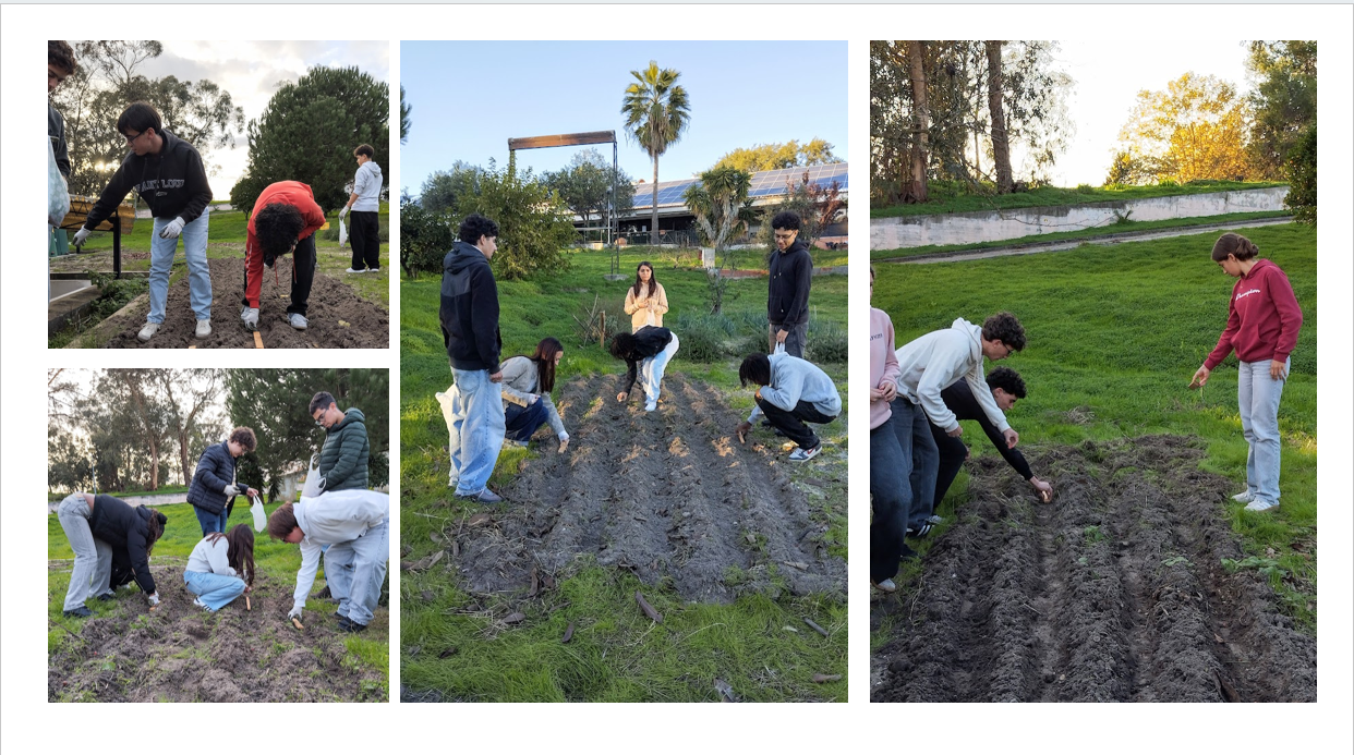 Sementeira de fava em vários canteiros, para nitrificar o solo.