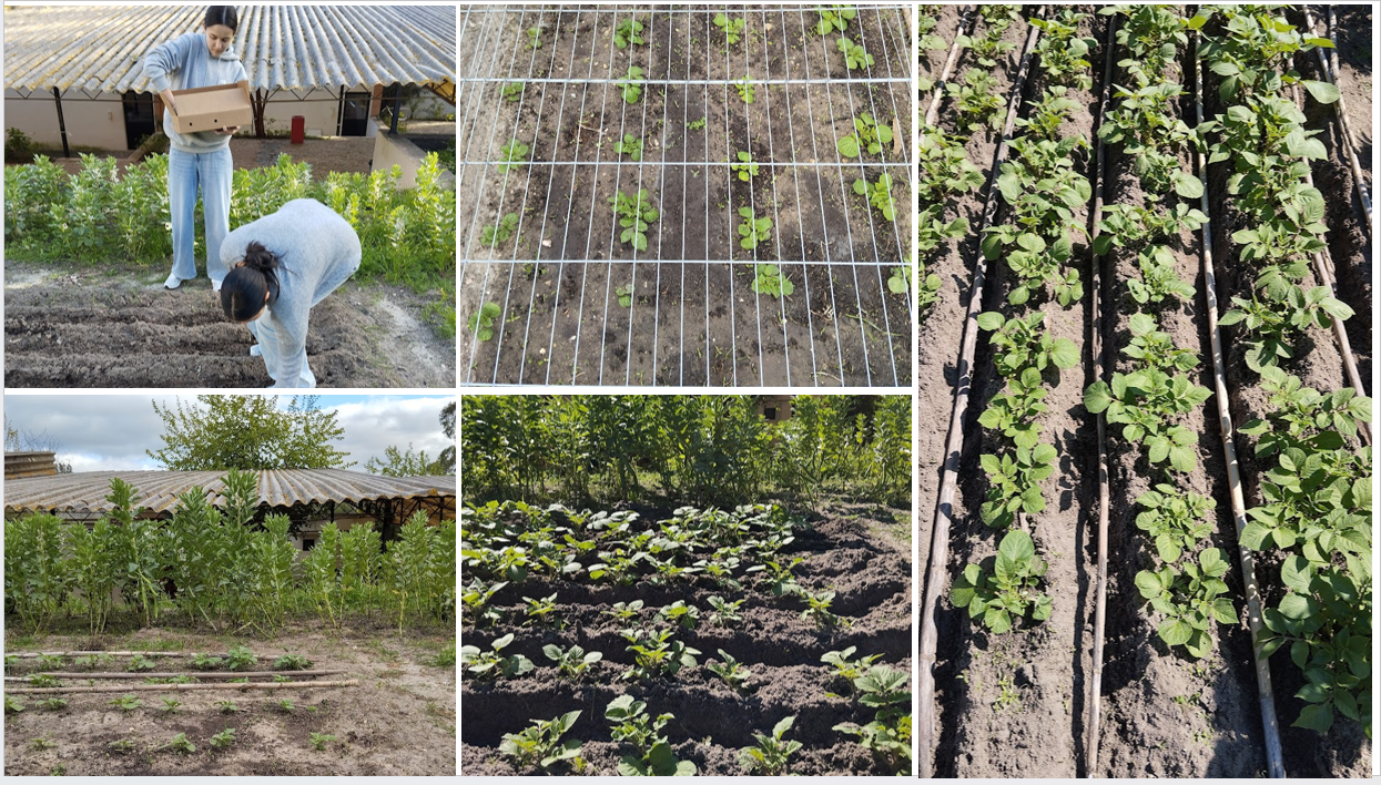 Recurso a gradeamentos e a canas para proteção dos canteiros de batata, devido à existência de galinhas na escola e que começaram a ir esgravatar a terra na horta.