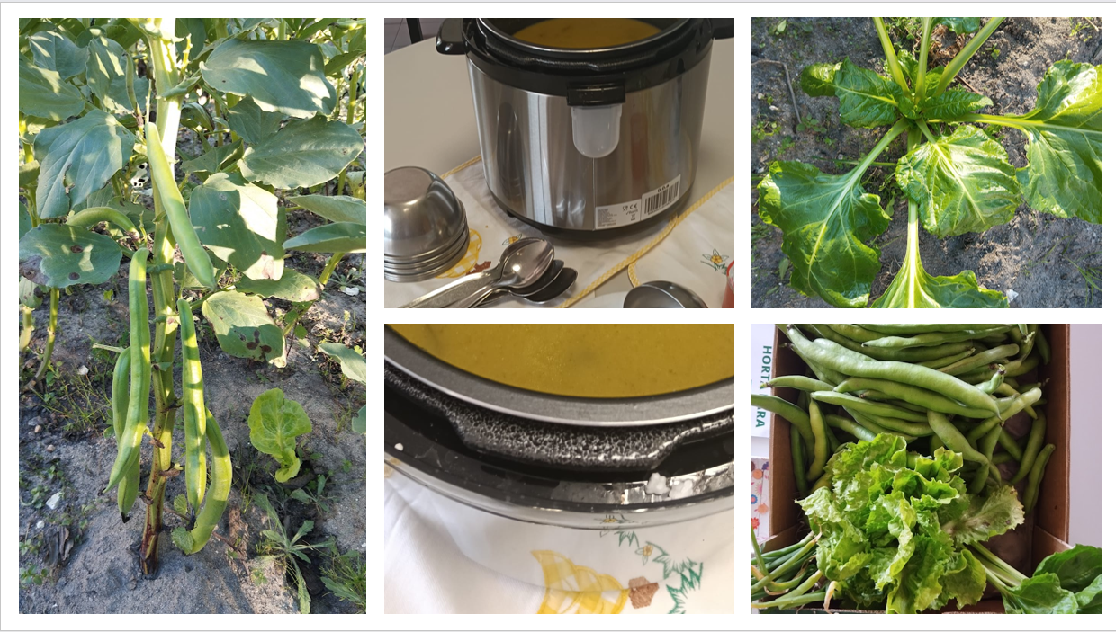 Colheita de favas e acelgas, estas para fazer sopa na escola.