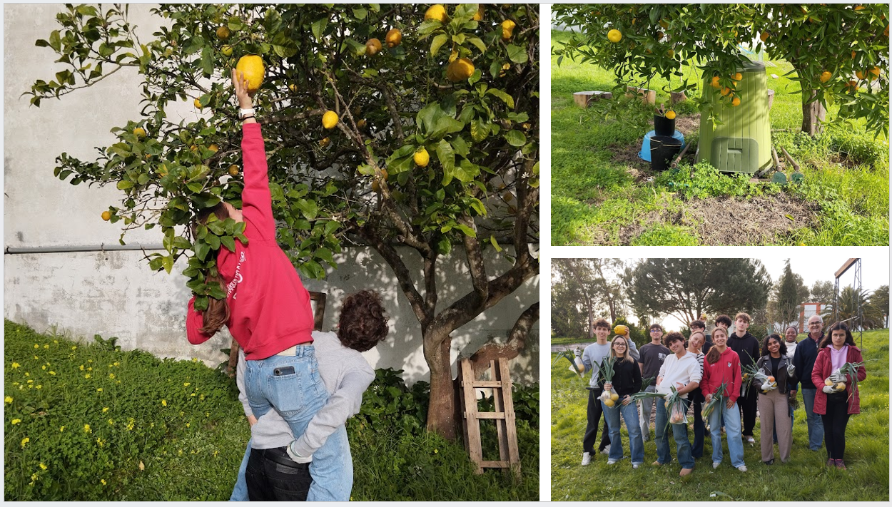 Frutas da horta: limões e tangerinas que os alunos adoram!