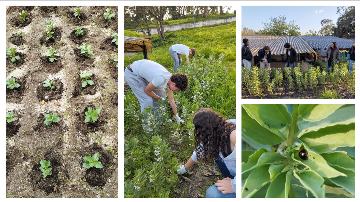 Crescimento das faveiras, monda de ervas daninhas e observação das espécies.