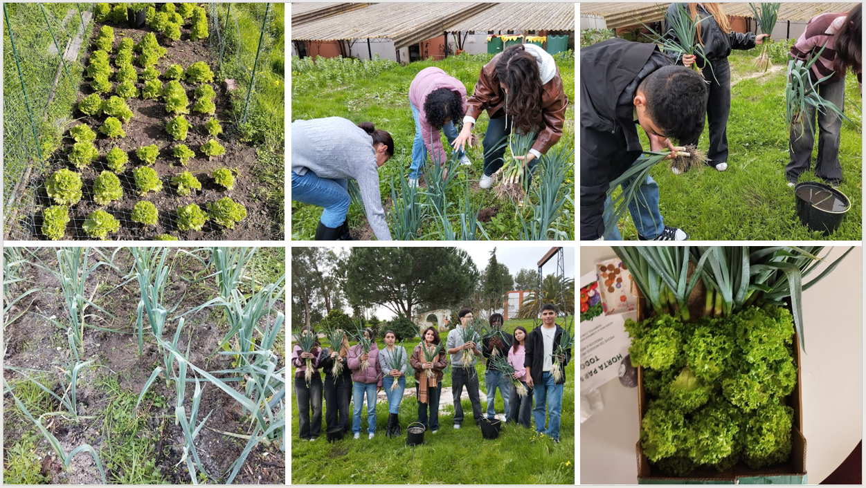 Alface e alho francês: apanha, lavagem e distribuição pela comunidade educativa.