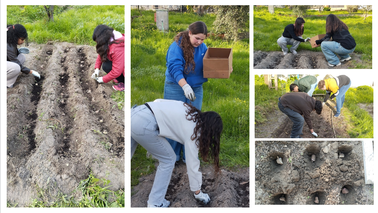 Plantação de batata, em vários canteiros e com métodos diferentes.