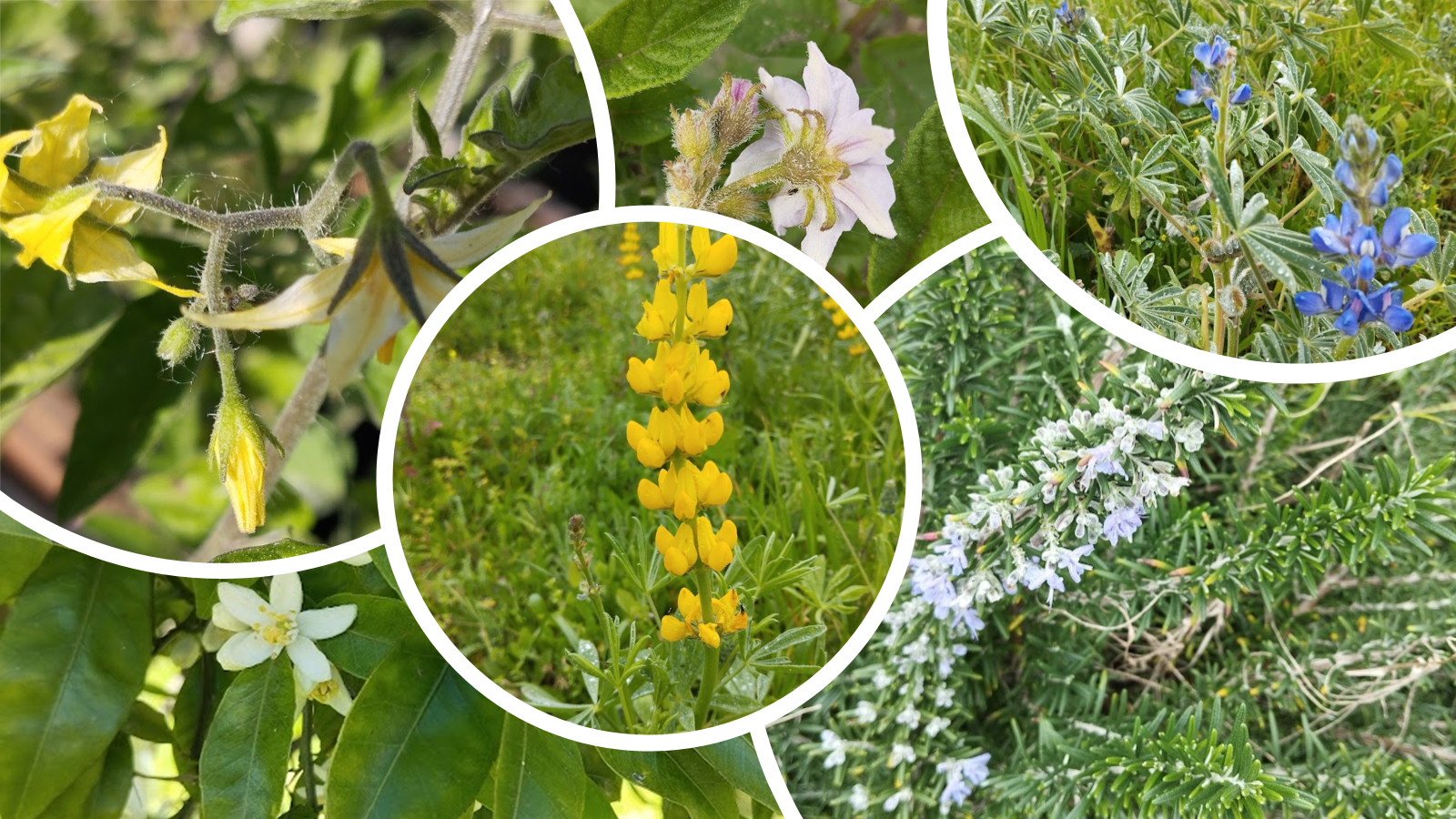 Flores da horta: a primavera chegou!