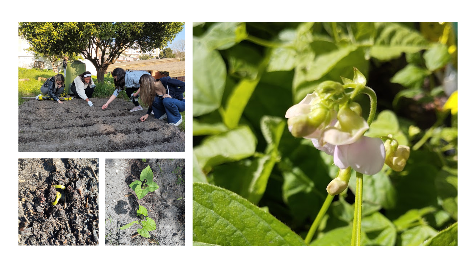 Sementeira, germinação, crescimento e floração de feijão verde rasteiro.
