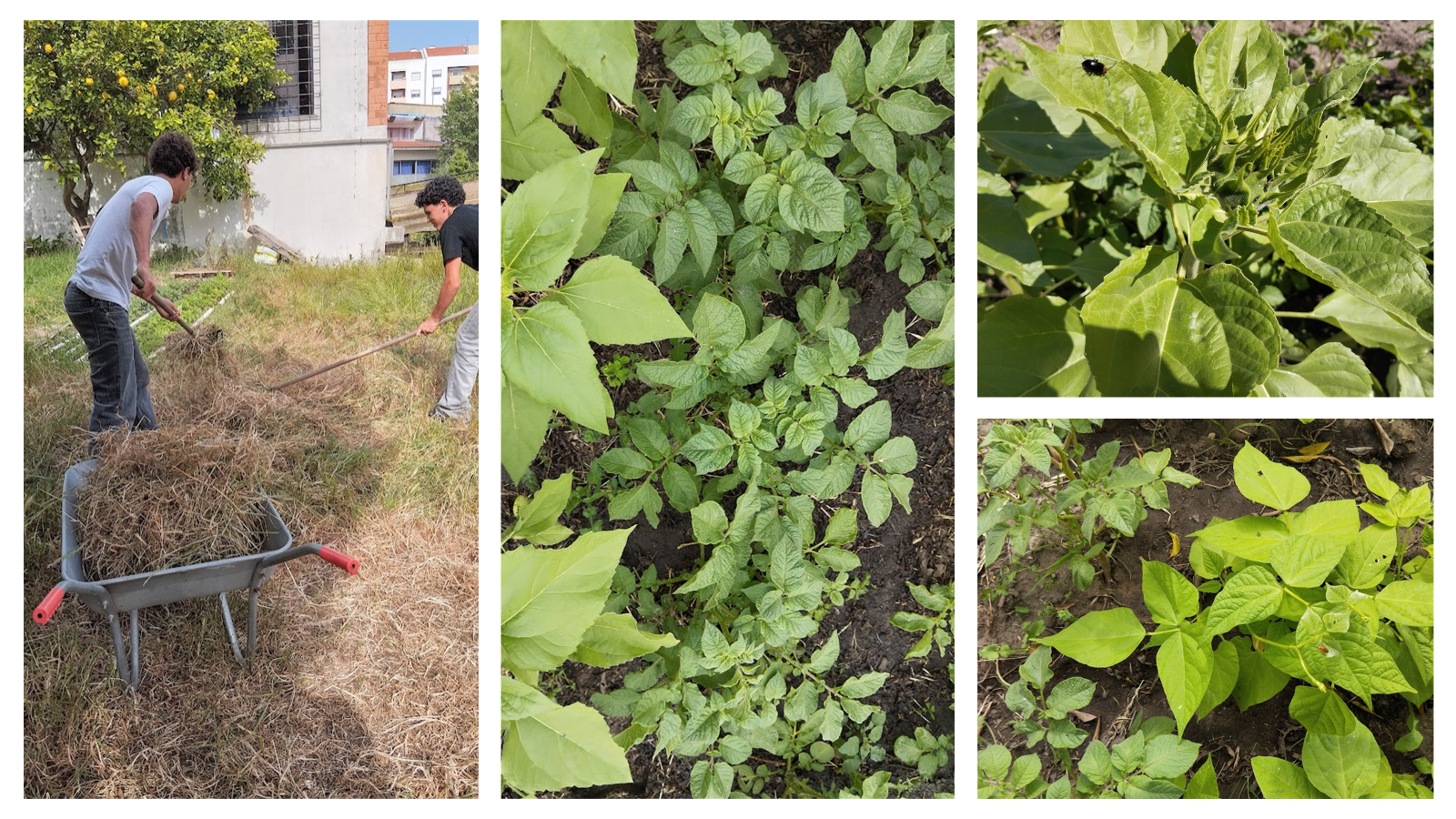 Embora já se tenham iniciado as tarefas de limpeza do terreno da horta e feito algumas colheitas, ainda há canteiros de batata e um de feijão verde em crescimento e os girassóis estão por florir!