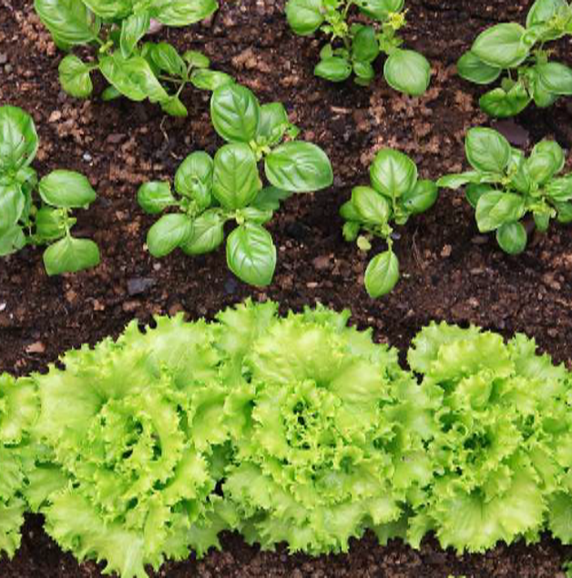 Aqui vemos mais alfaces a crescer as ultimas que plantámos...