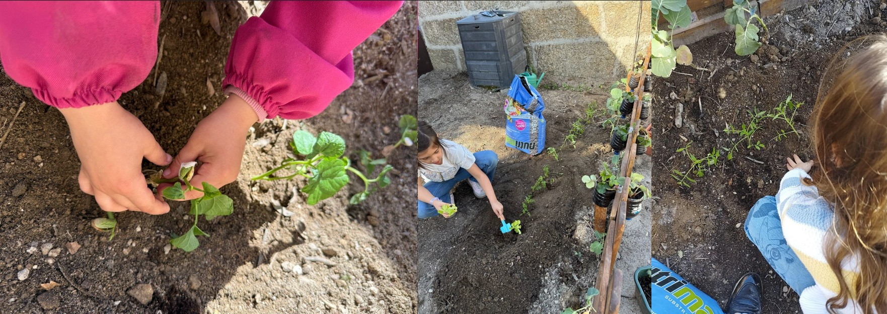 Plantação na horta de feijão, alface e cenoura.