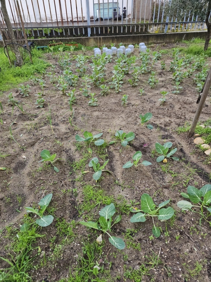 Aspeto da horta da escola depois da plantação das plantas pelos alunos com couve Portuguesa, alhos, alfaces baby e frisada, cebola, beterraba e cana de açucar.