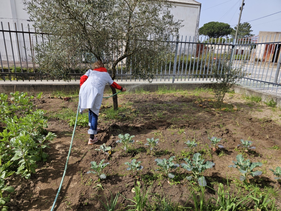 Funcionária a regar a horta com as plantas já bastante grandes e saudáveis. Na foto podemos ver favas, couve Portuguesa, alho Francês, alface baby e frisada, cebola.