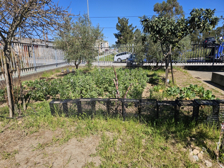 Aspeto da horta da nossa escola. Pode-se ver cana de açucar, couve Portuguesa, alho Francês, cebola, favas, alfaces frisadas e baby, uma nespereira, uma macieira fuji e um limoeiro quatro estações.