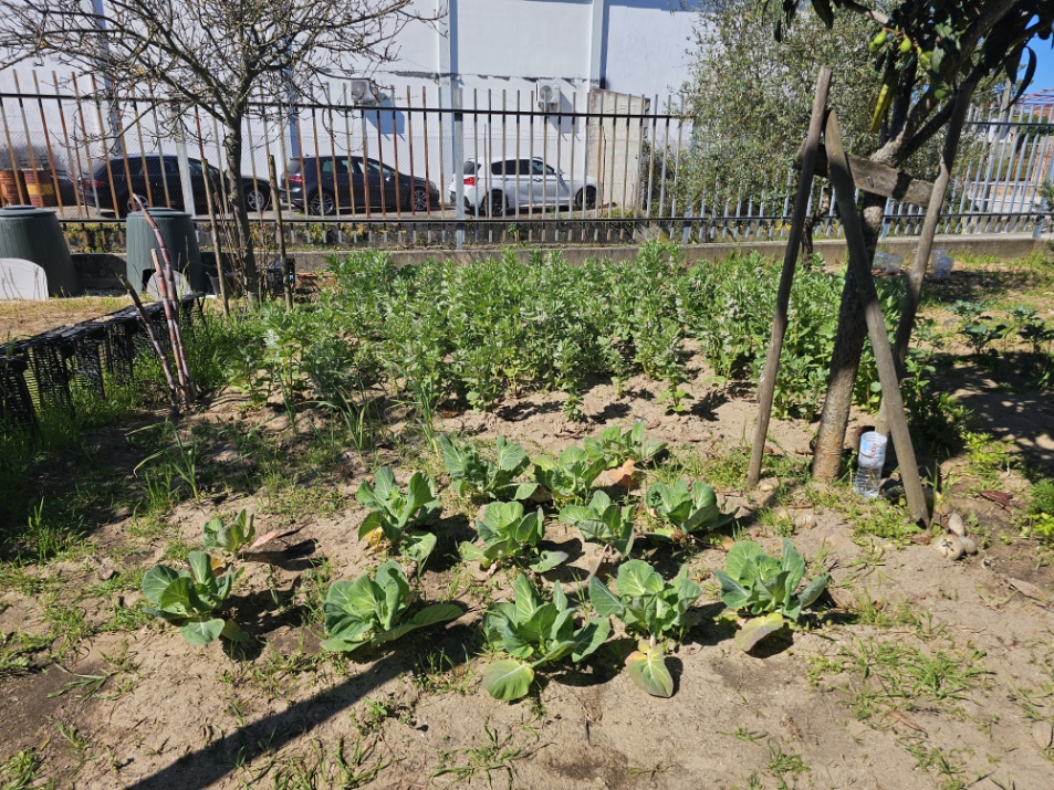 A nossa horta no final do ciclo de produção de produtos hortícolas.