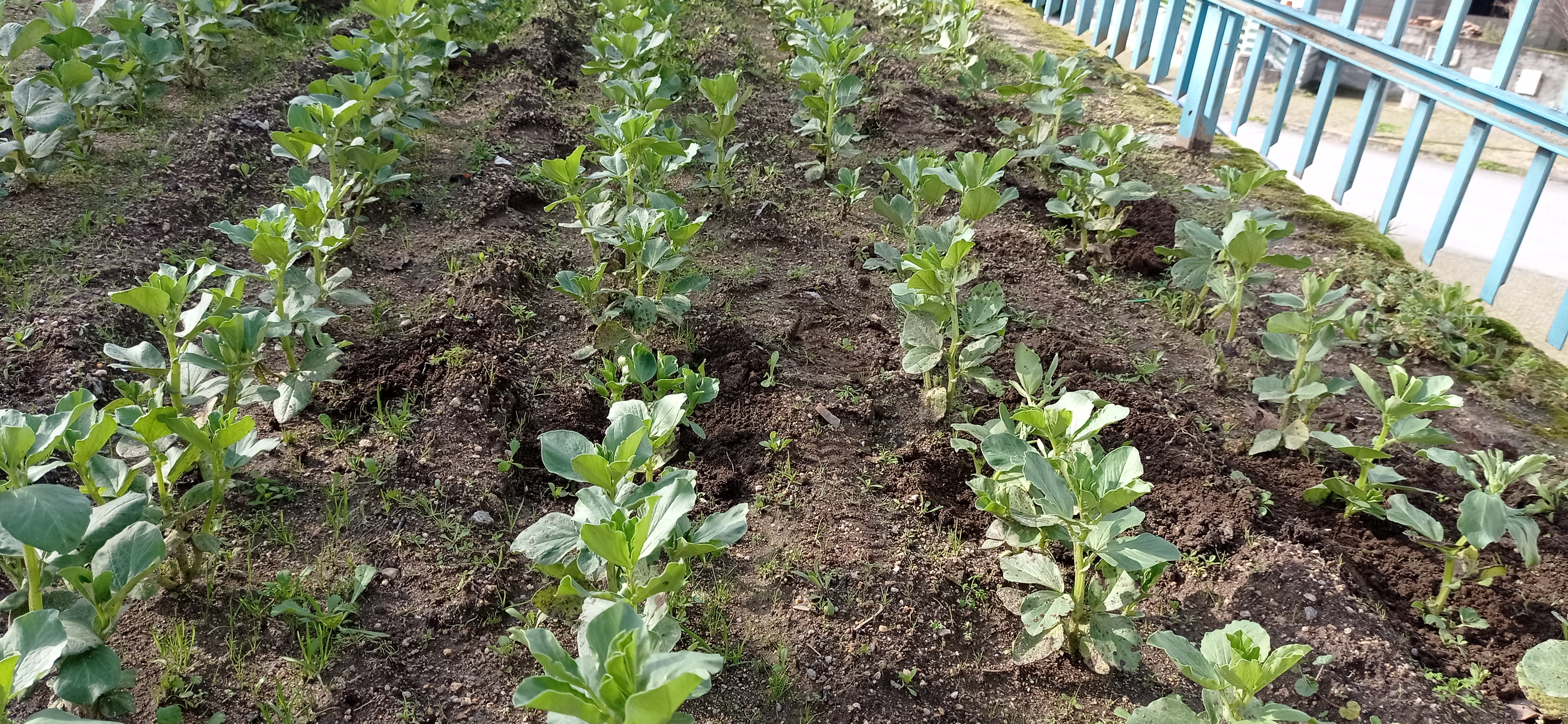 Favas em pleno crescimento