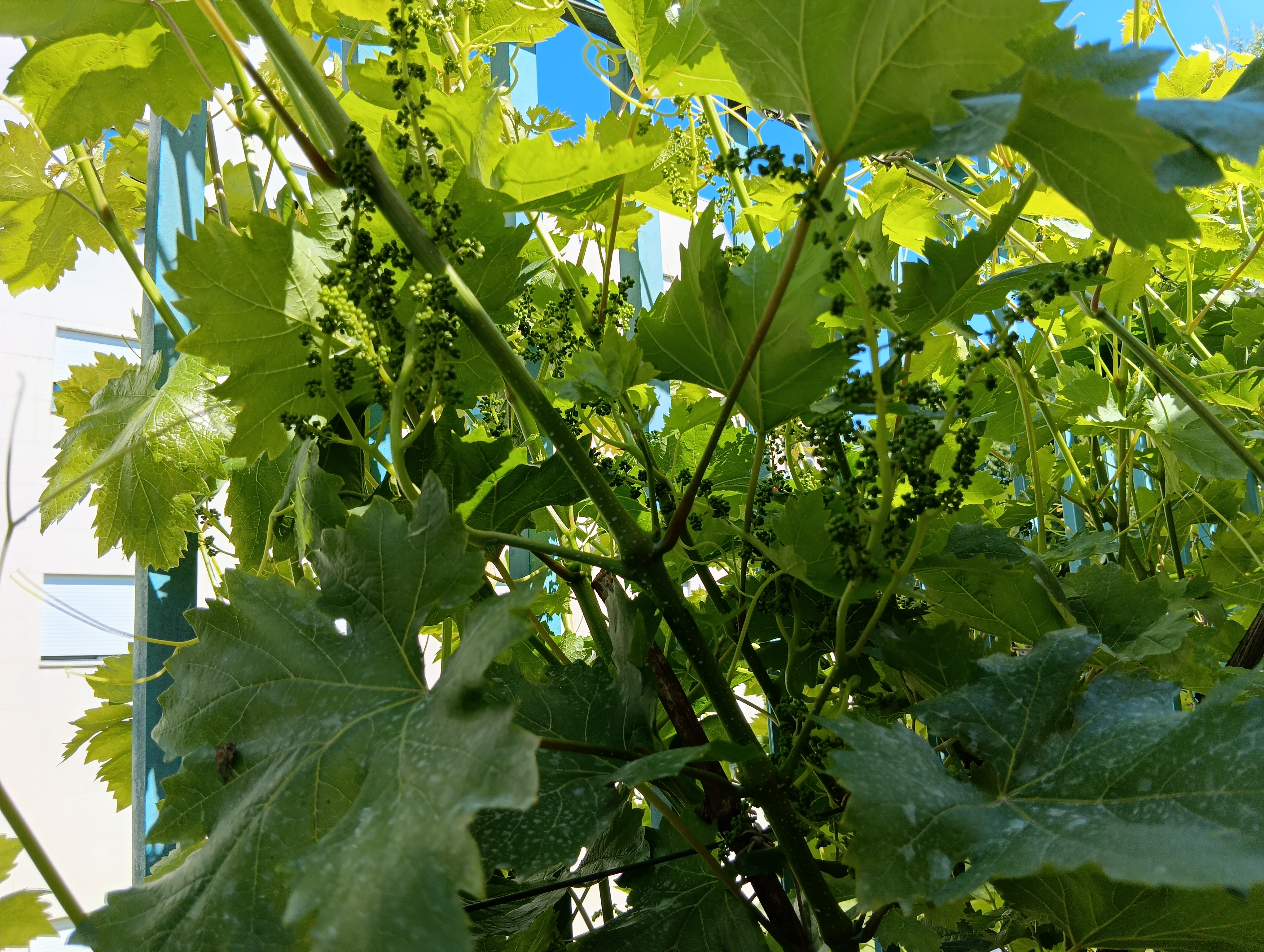 Pormenor de uma videira com uvas no interior da horta