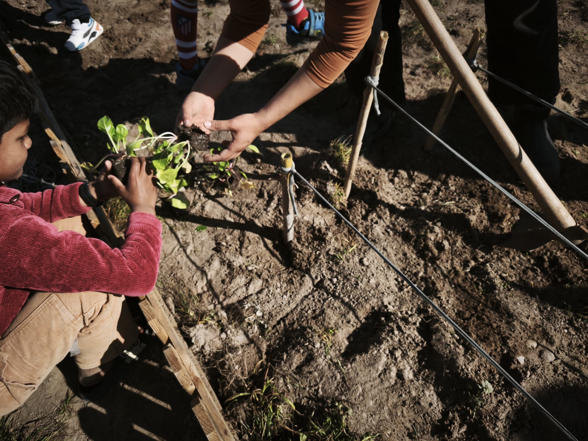 Preparação do terreno e observação de biodiversidade na horta escolar. Plantação das primeiras plantas na nova horta.