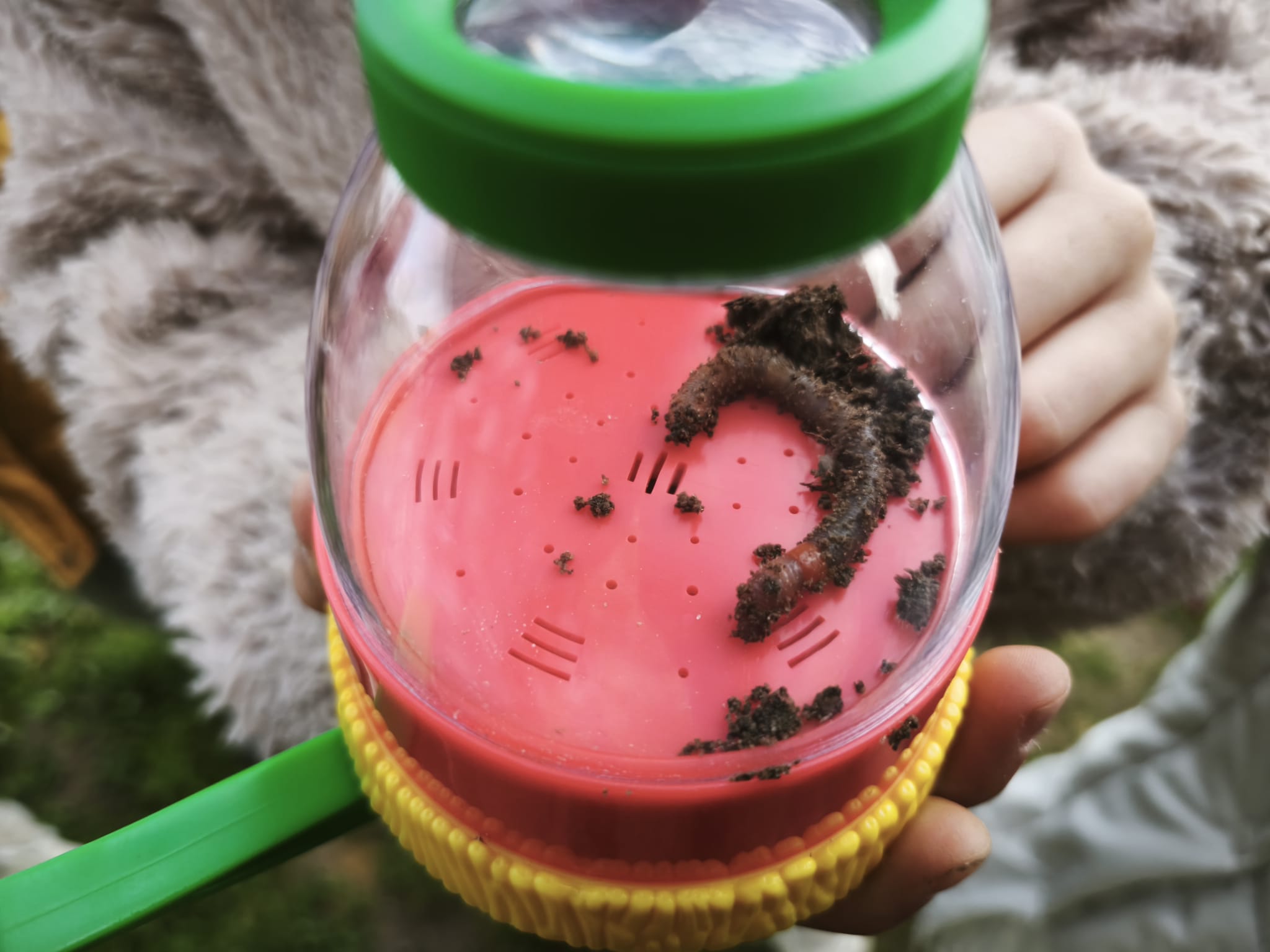 Preparação do terreno e observação de biodiversidade na horta escolar. Plantação das primeiras plantas na nova horta.