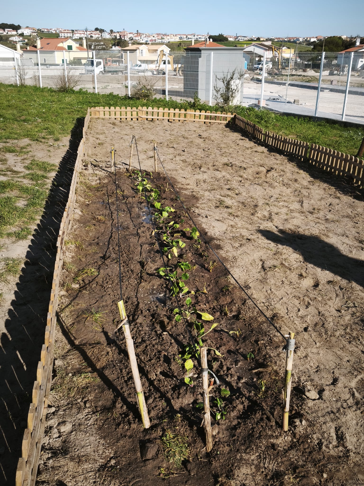 Preparação do terreno e observação de biodiversidade na horta escolar. Plantação das primeiras plantas na nova horta.
