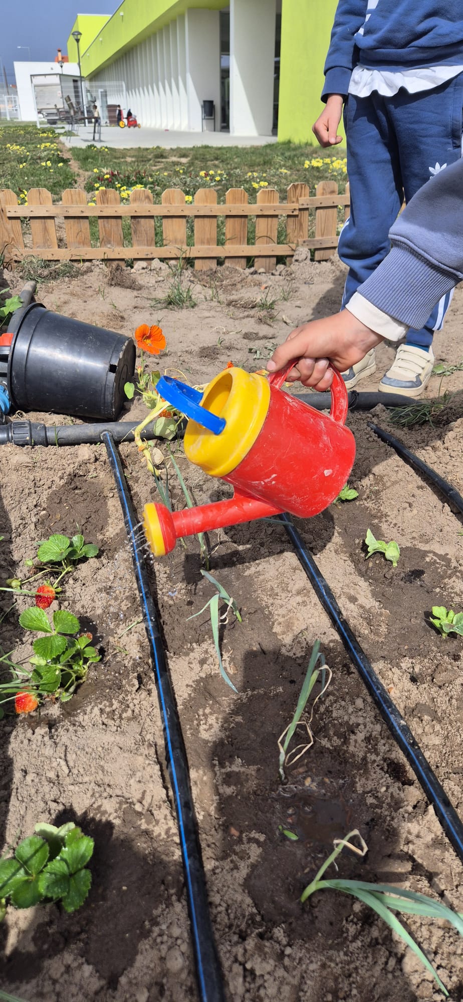 Plantações de Primavera