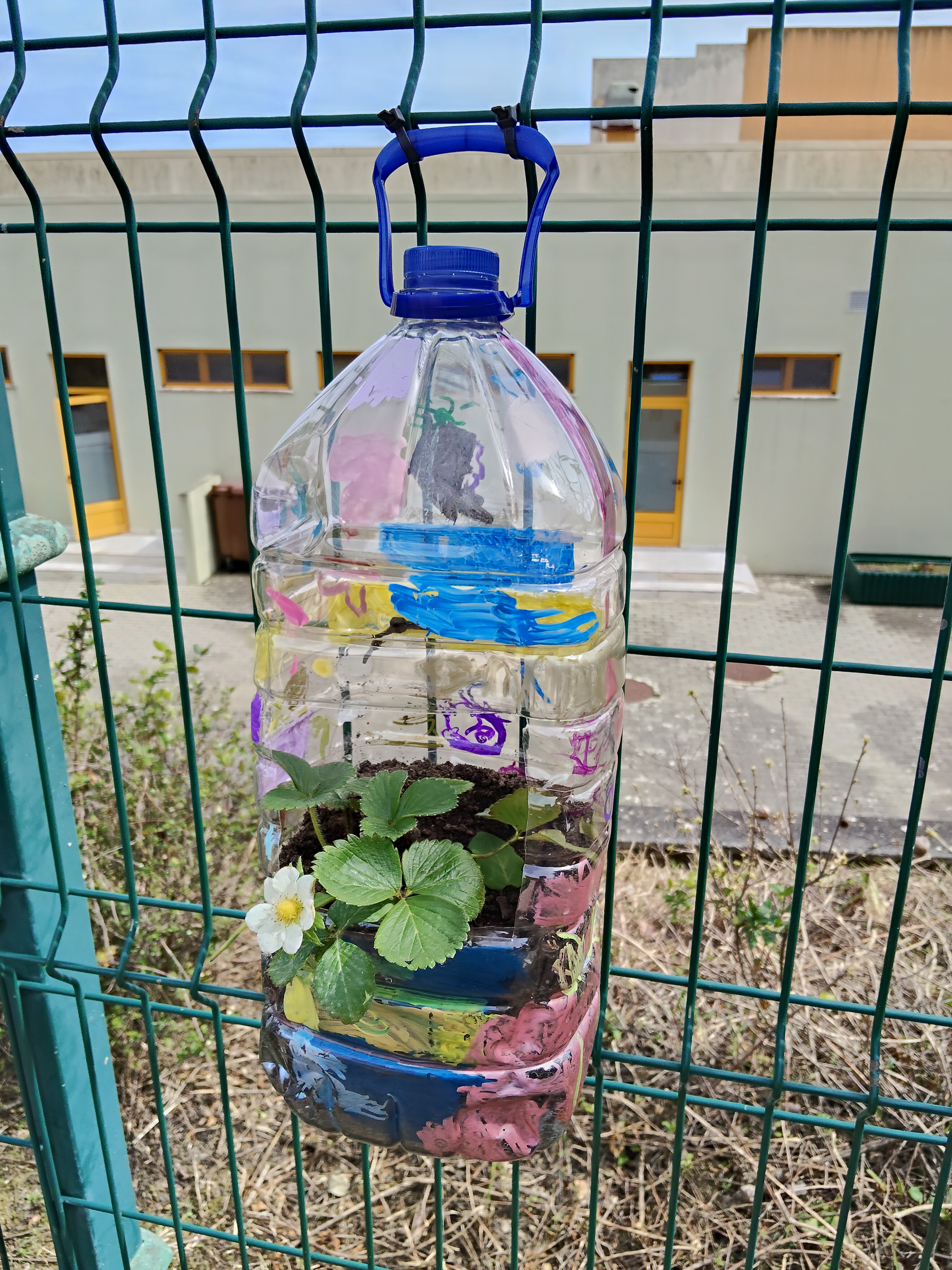 Neste garrafão plantámos os morangos.